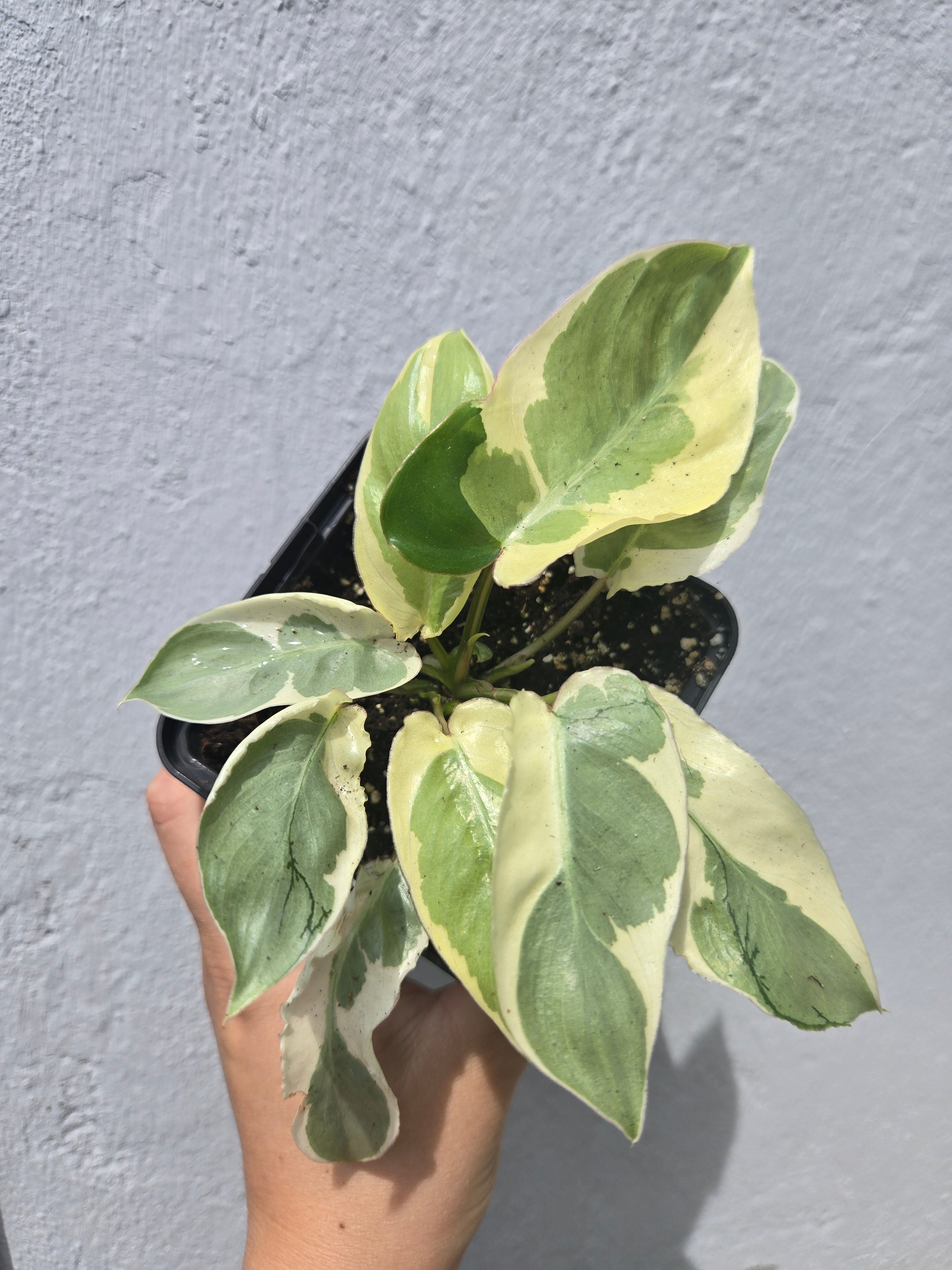 Philodendron Burlemarx Lava