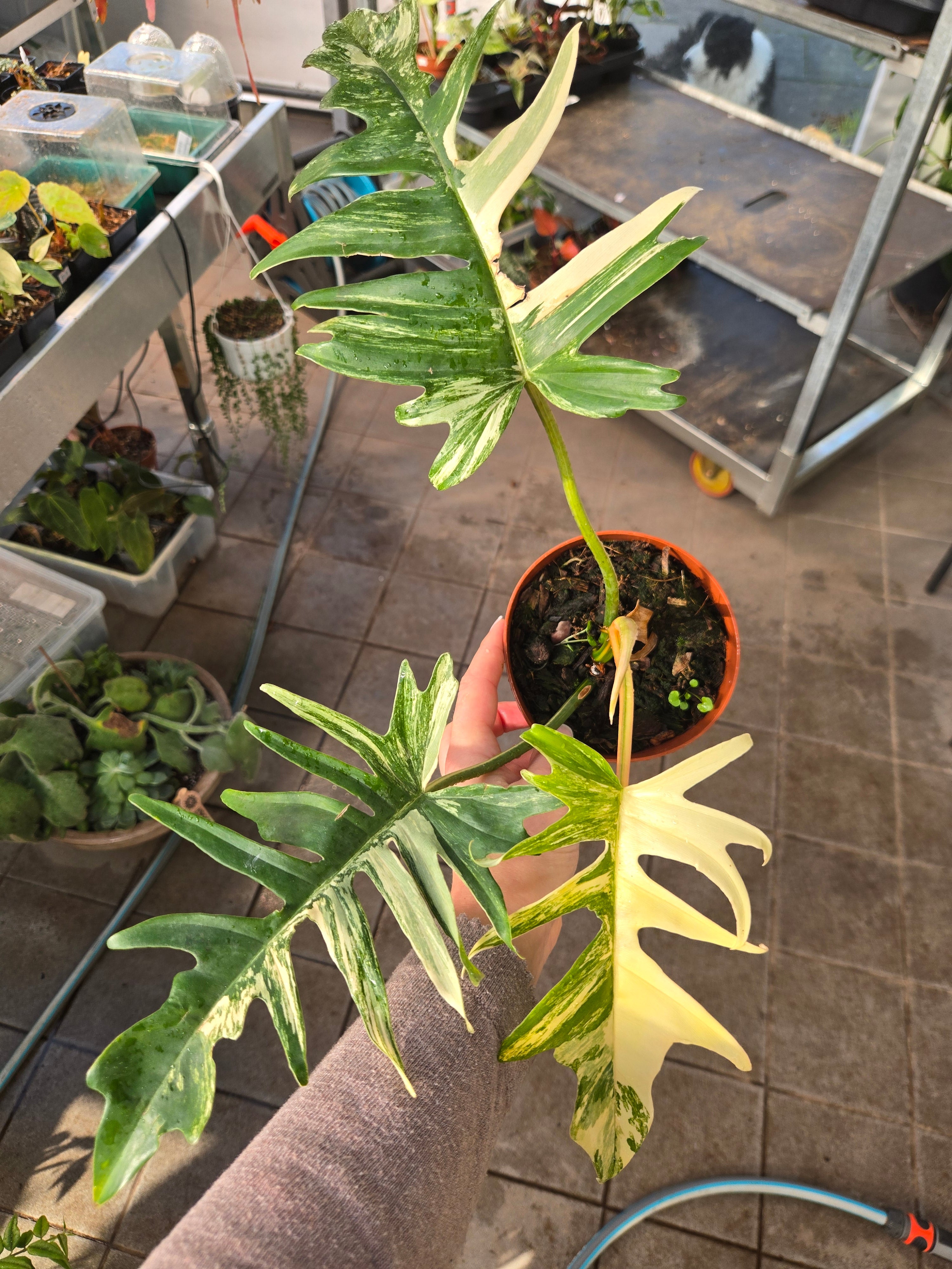 Philodendron Tortum x Florida Beauty – MG Plants