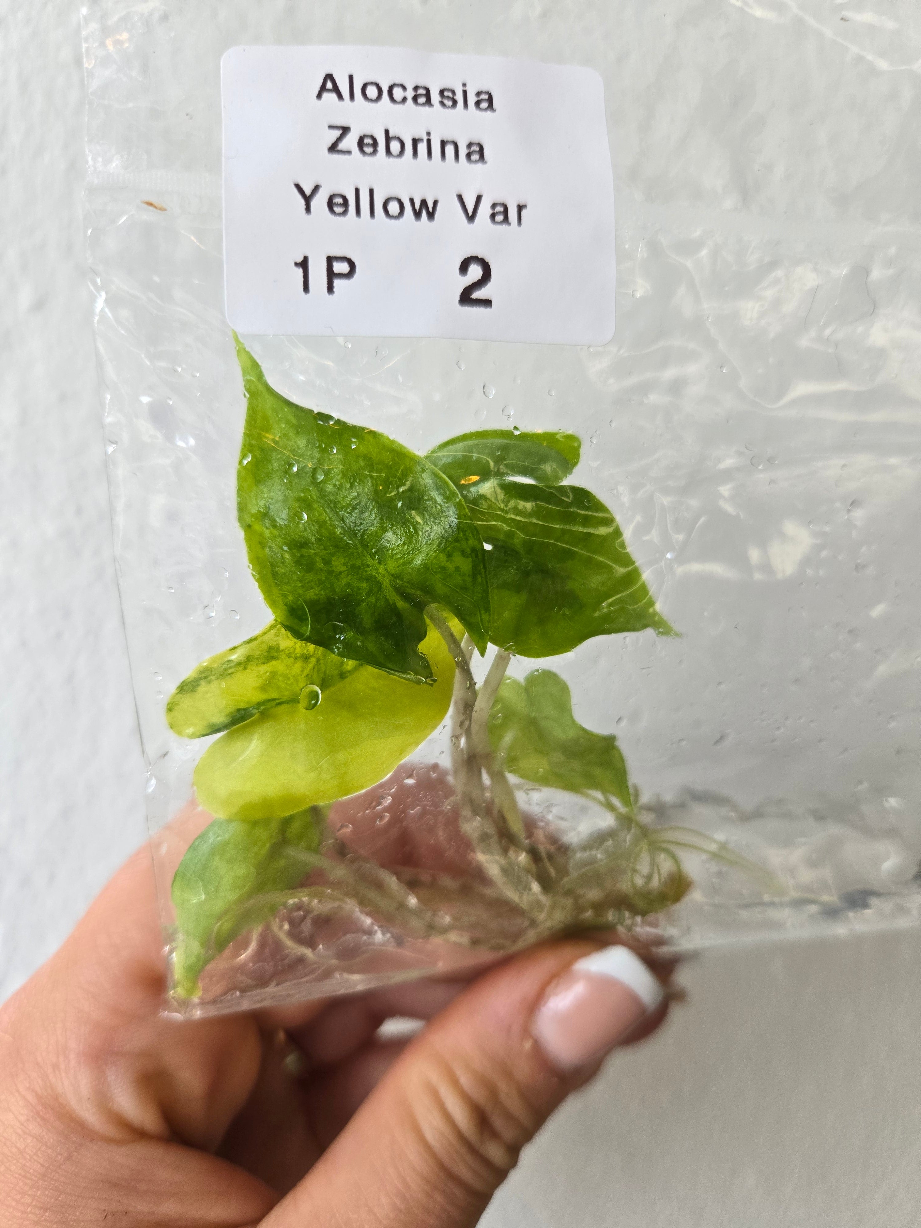 Alocasia Zebrina Aurea – MG Plants
