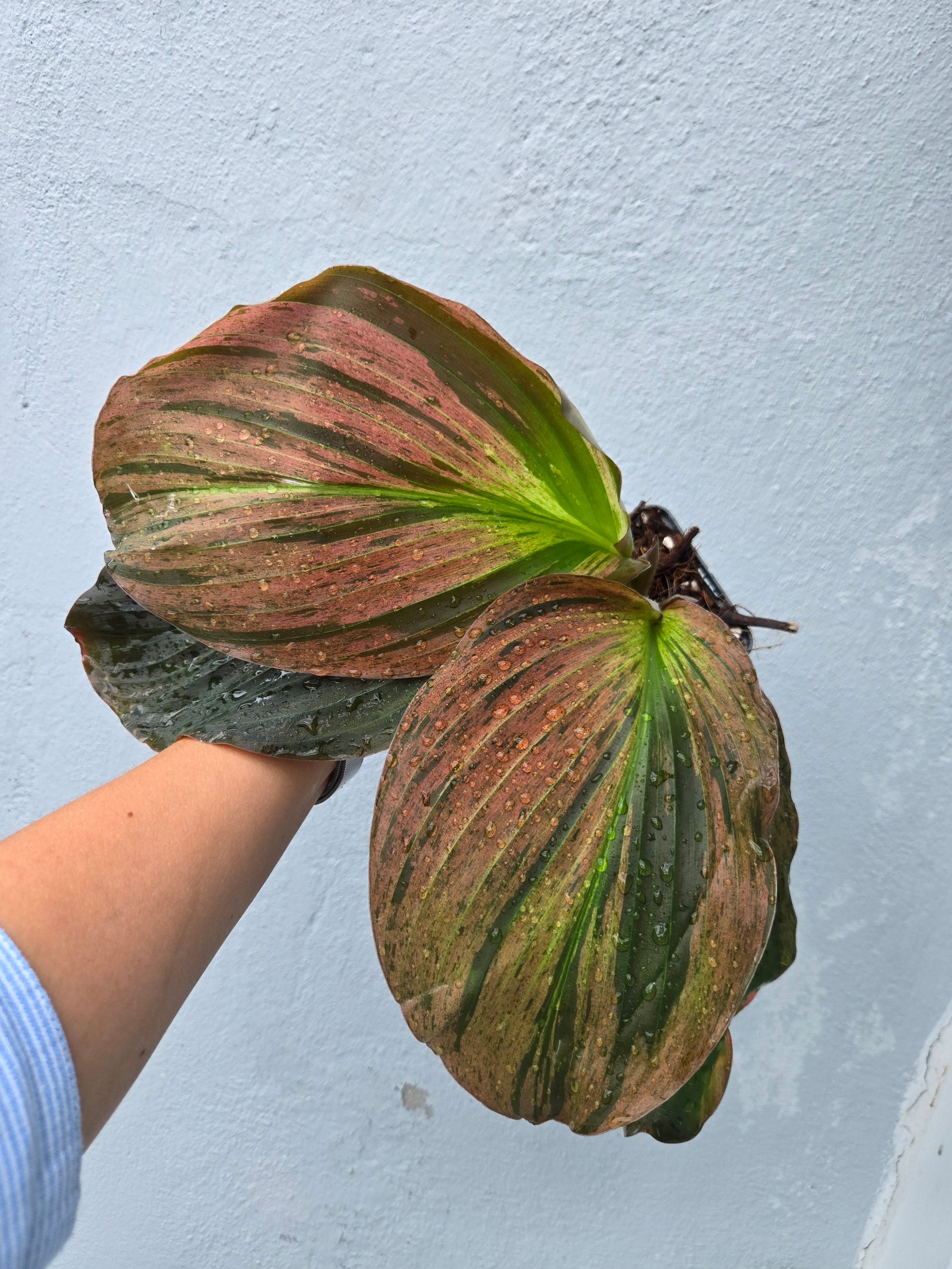 Kaempferia Pulchra Pink Variegated