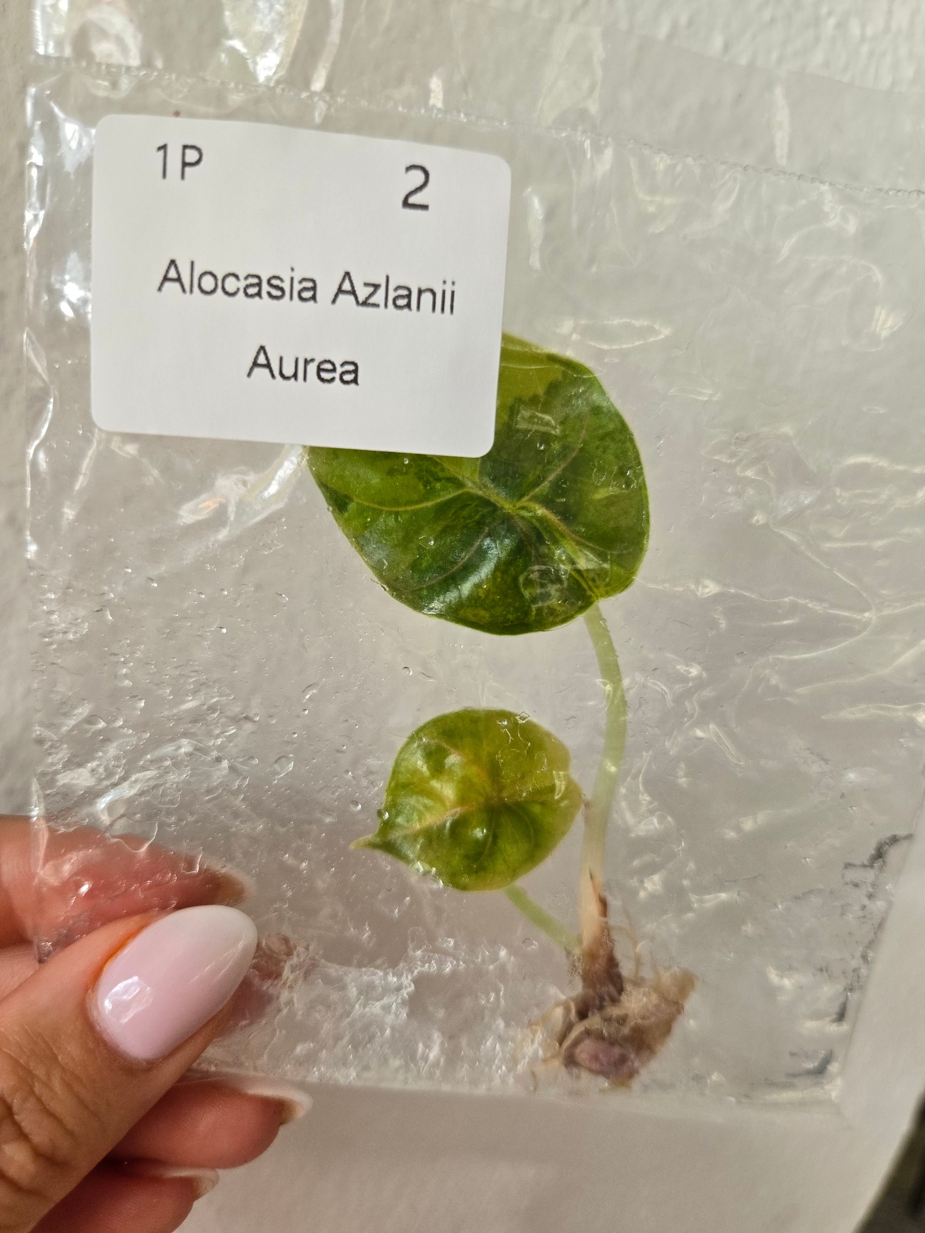 Alocasia Azlanii Aurea -TC