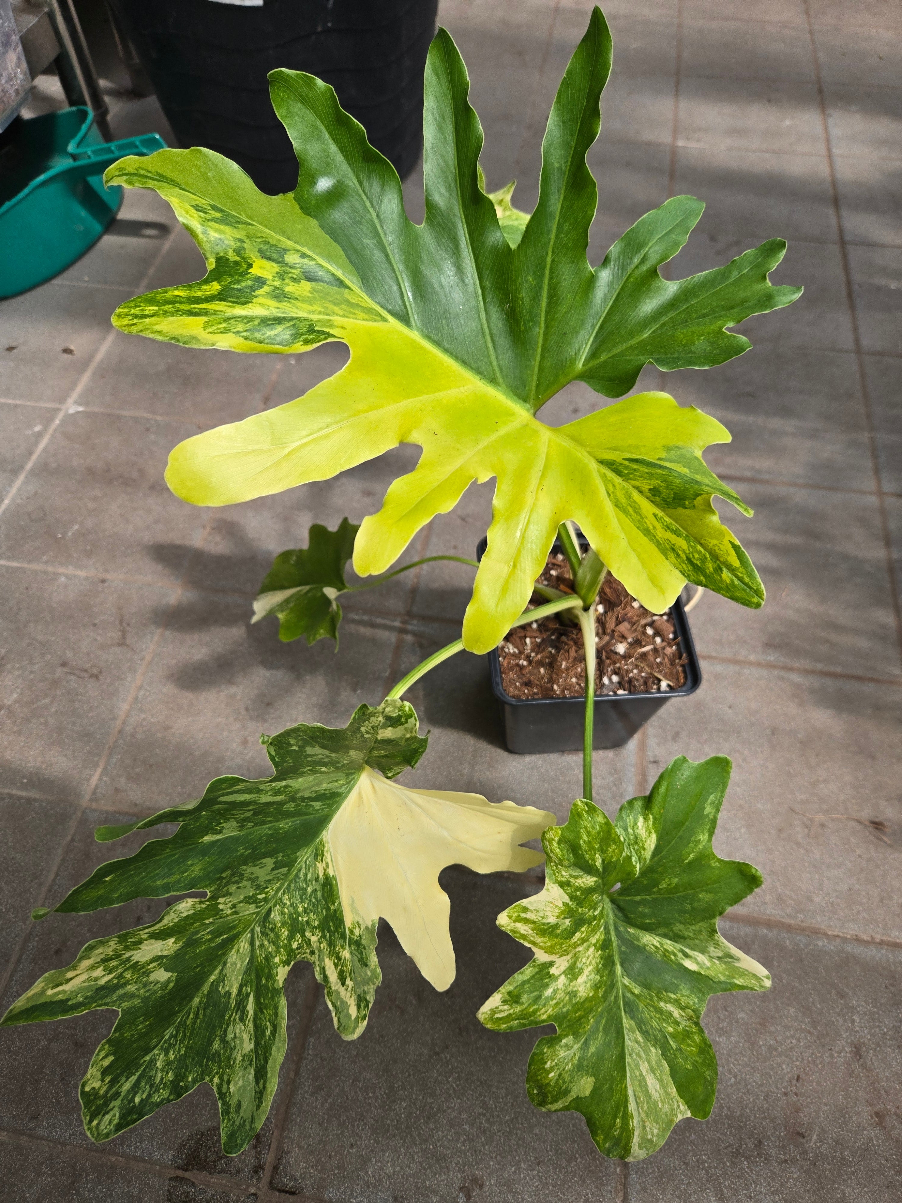 Philodendron Yava Beauty