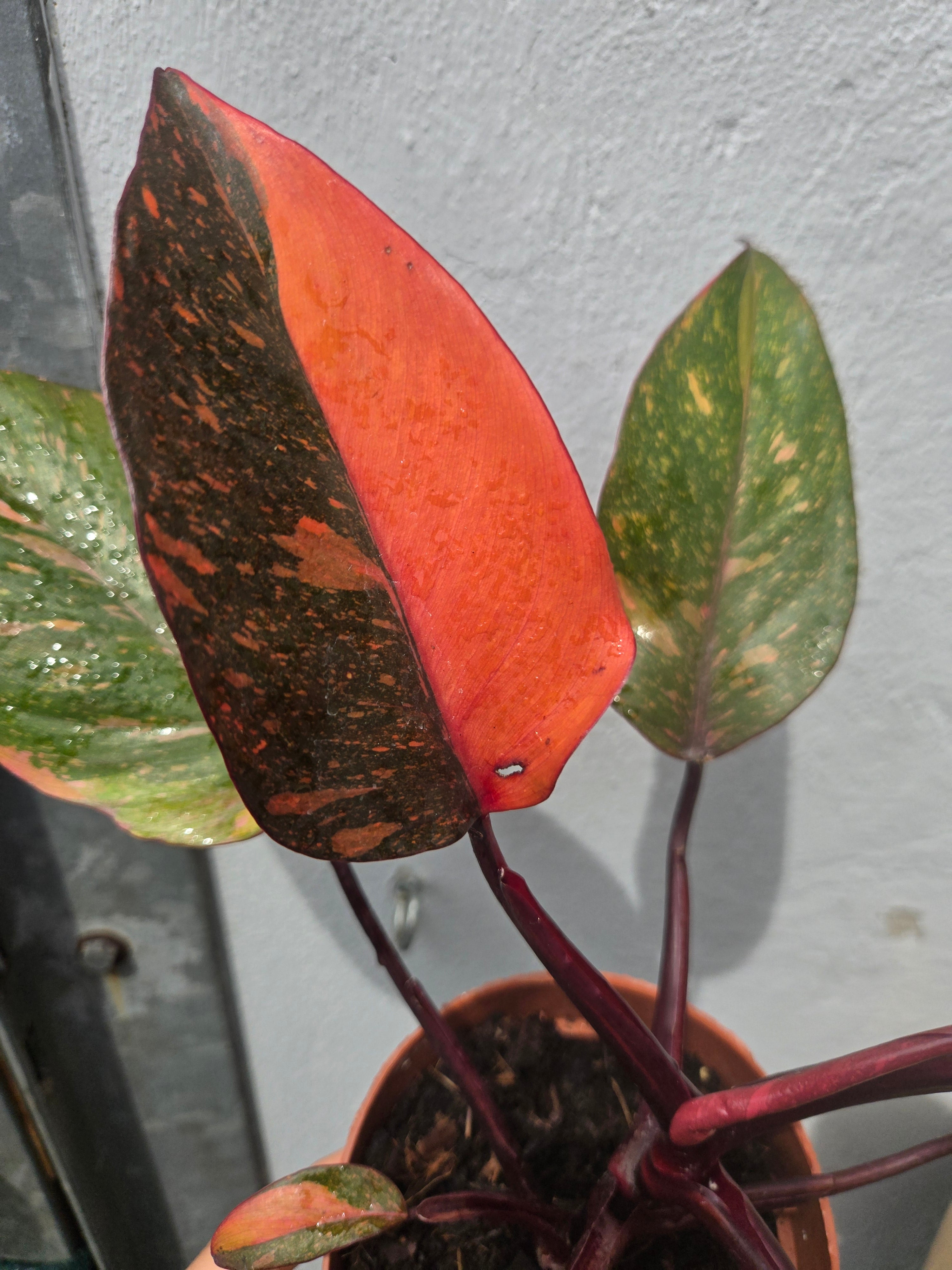 Philodendron Orange Princess Galaxy