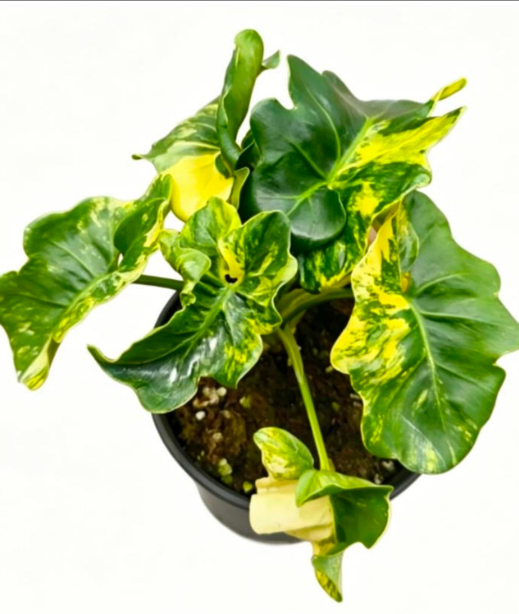 Philodendron Bipinnatifidum Super Atom Variegata- TC