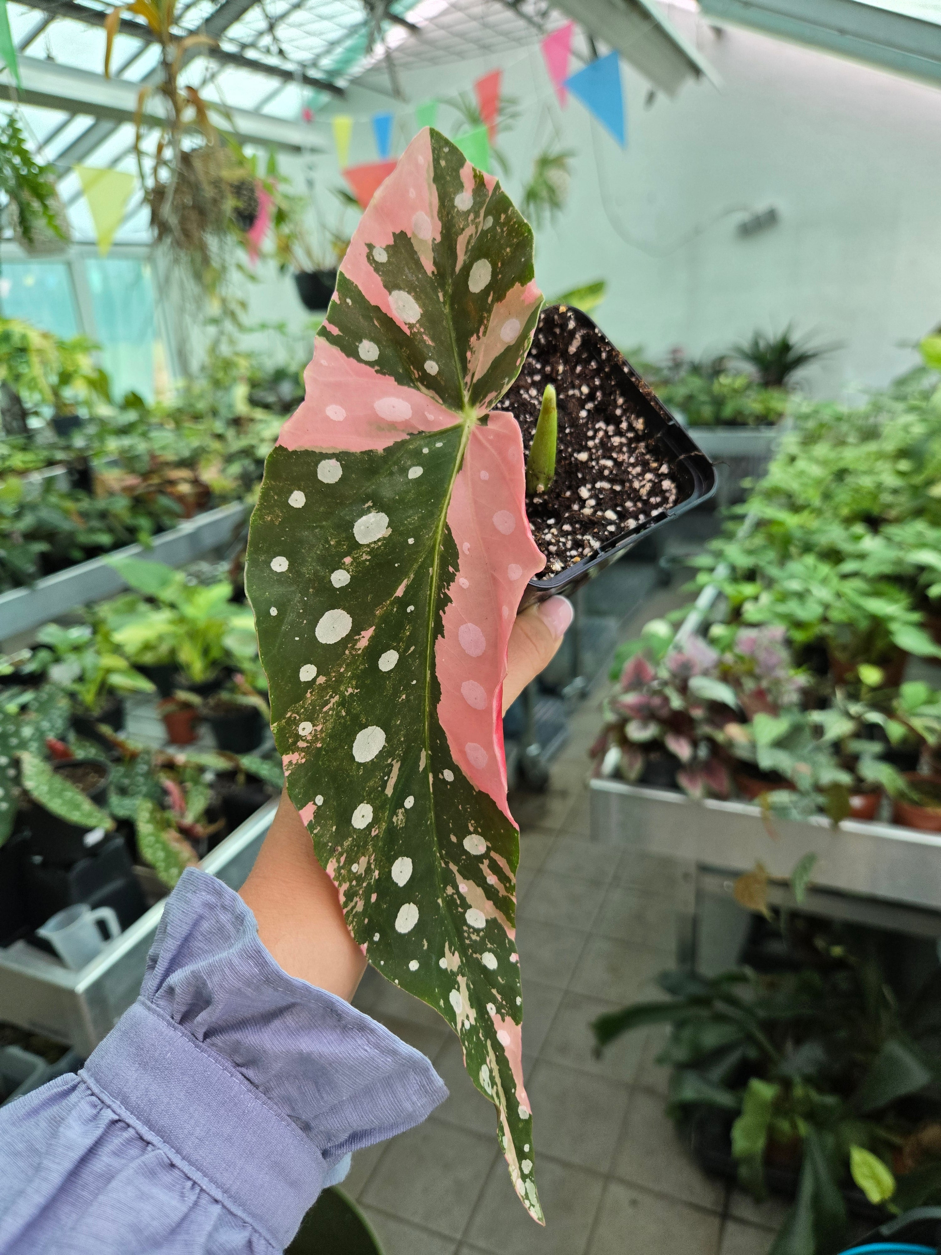 Begonia Maculata Pink Variegata Head Cuttings