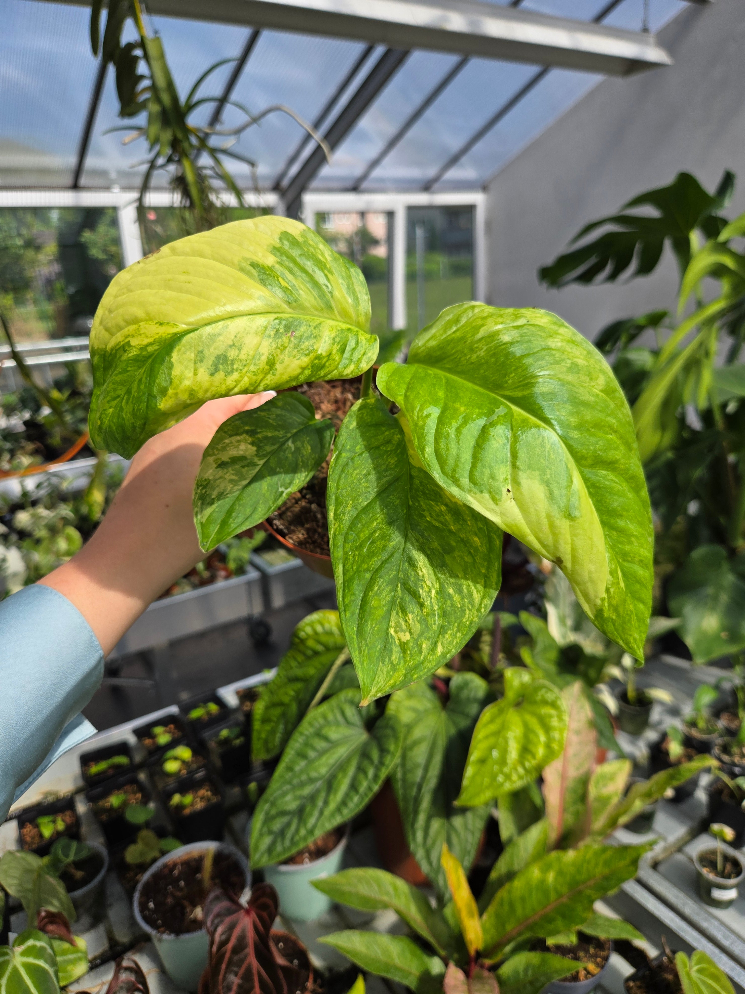 Monstera Obliqua Muyuna Variegata
