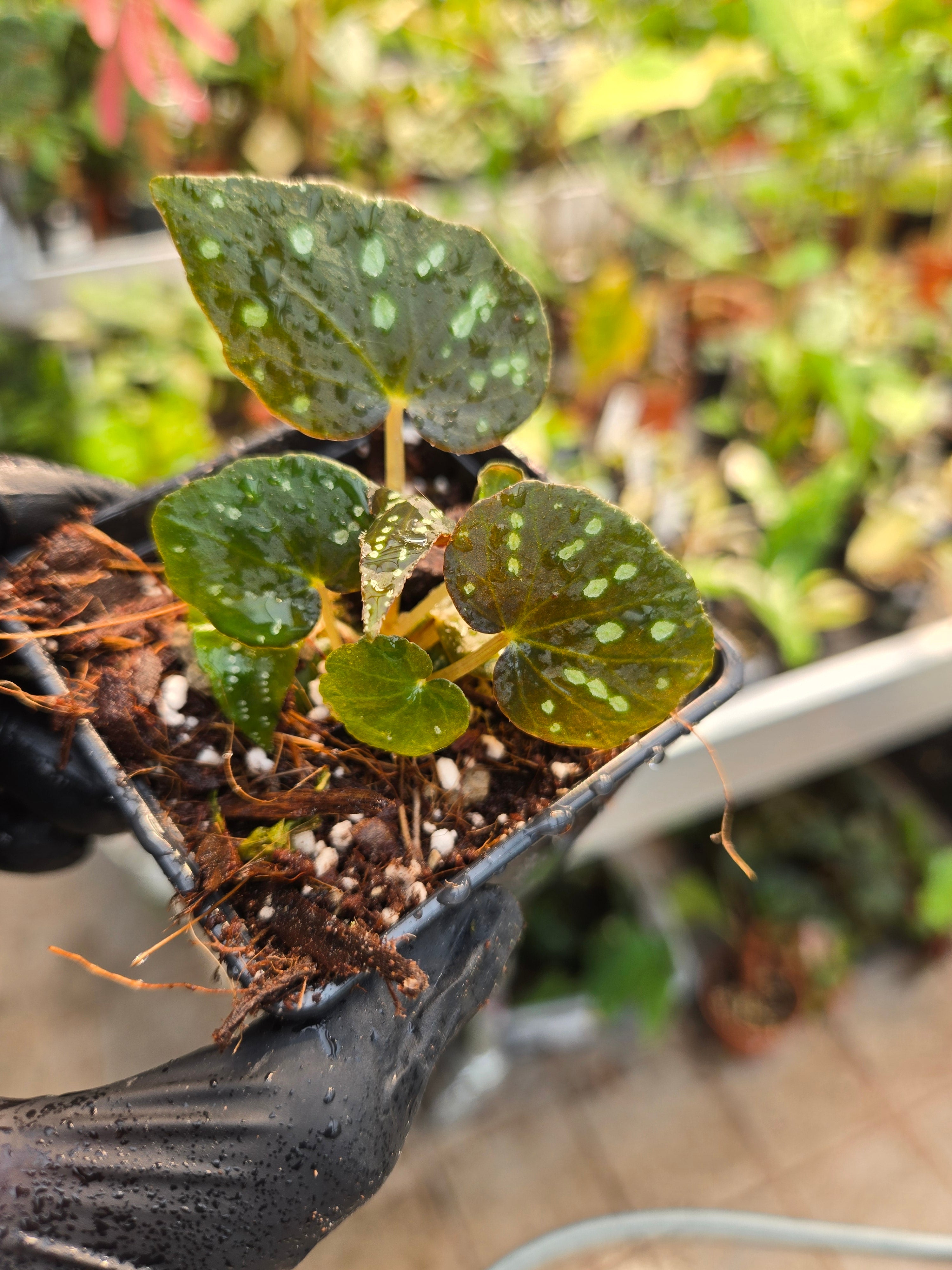 Begonia Pandora