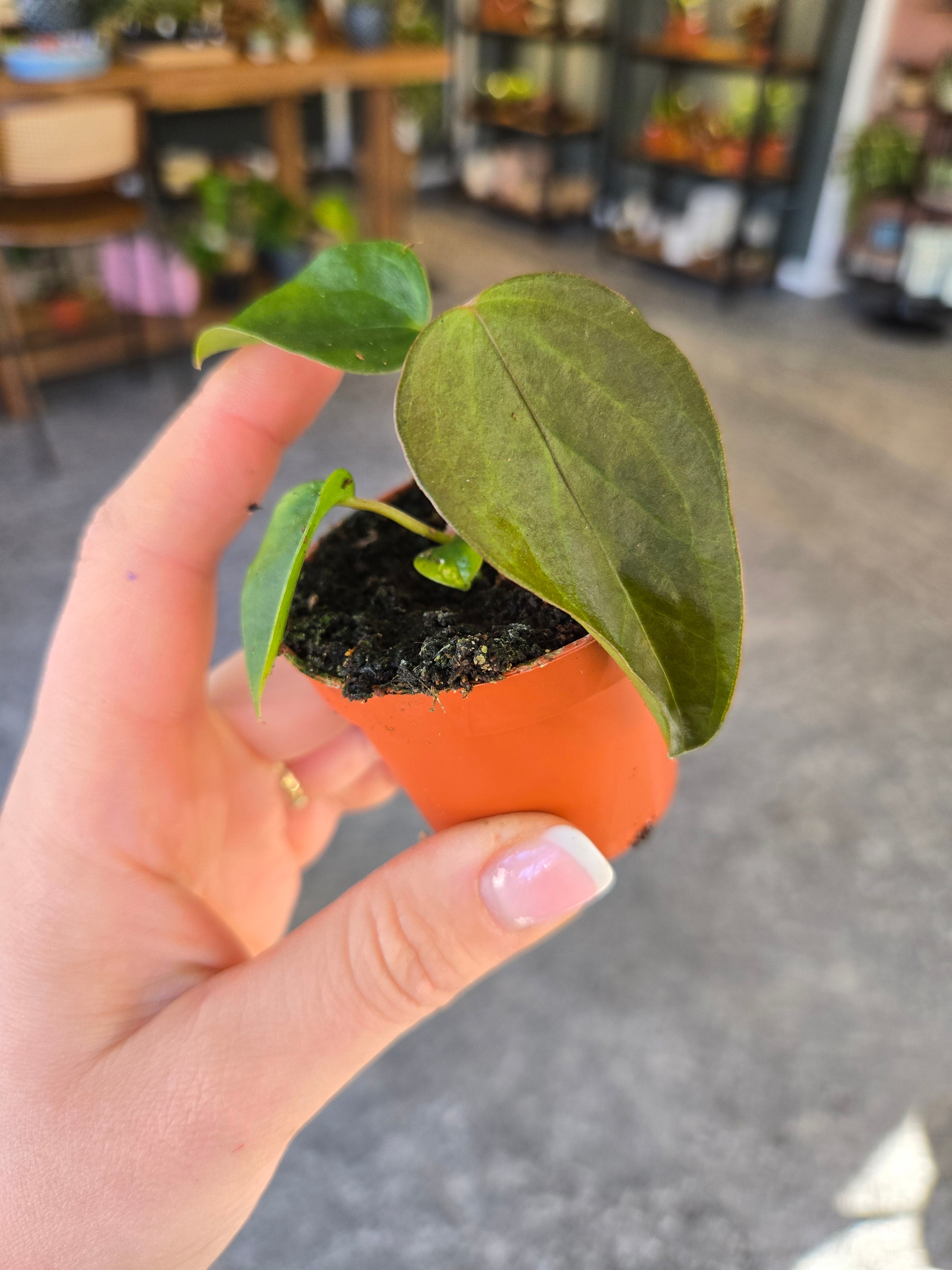 Anthurium Queen of Hearts