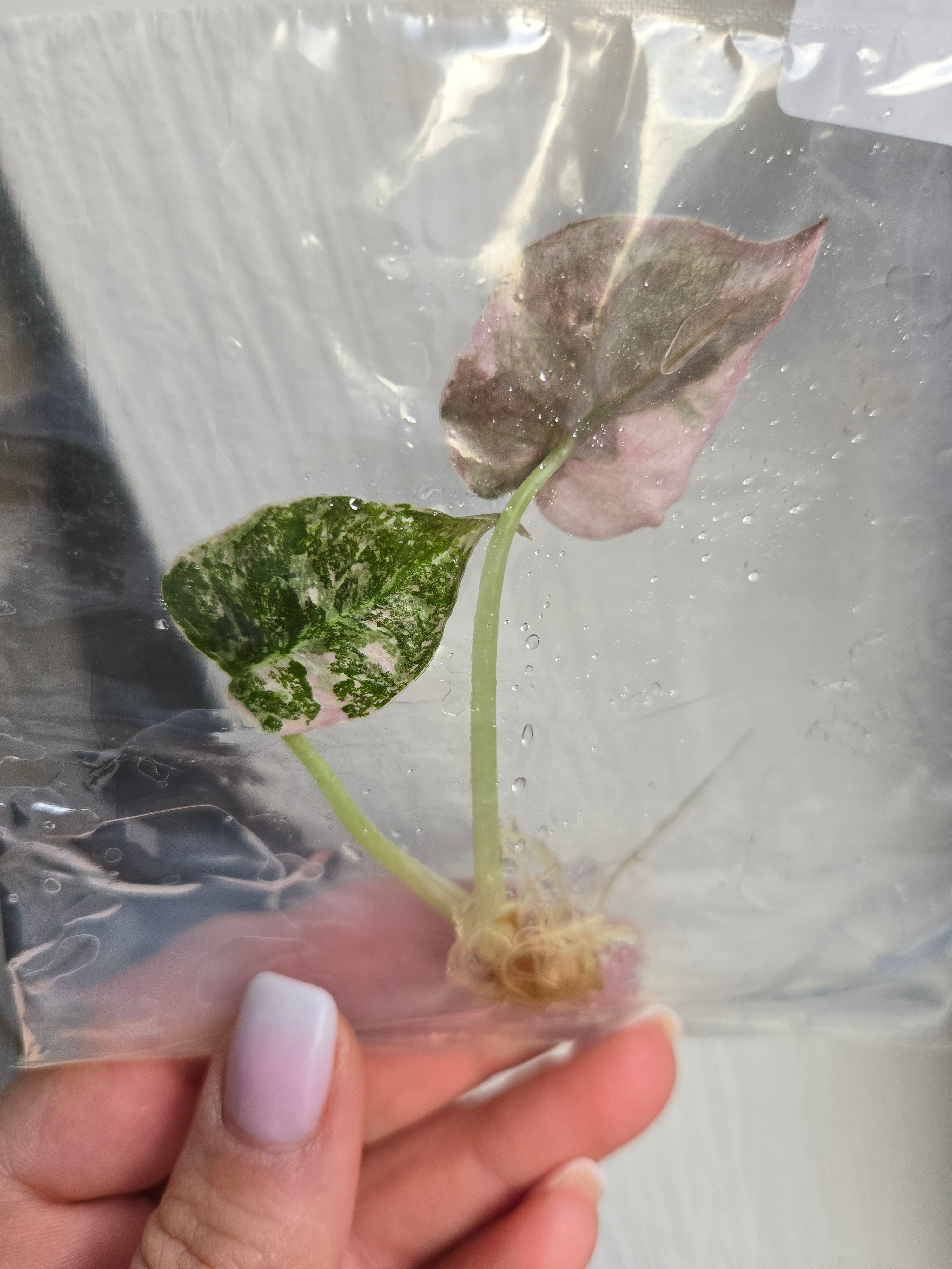 Alocasia Cuprea Pink Variegata - TC- Tissue Culture