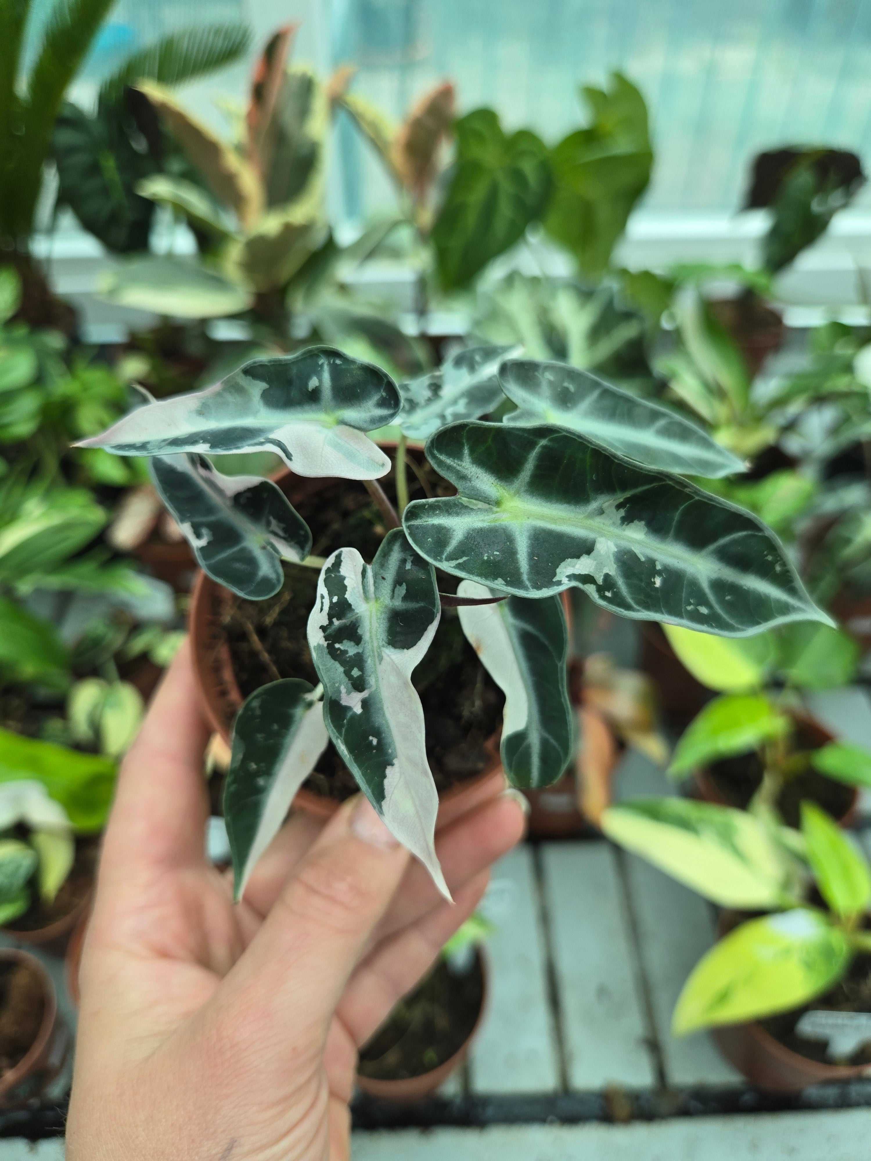Alocasia Bambino Pink