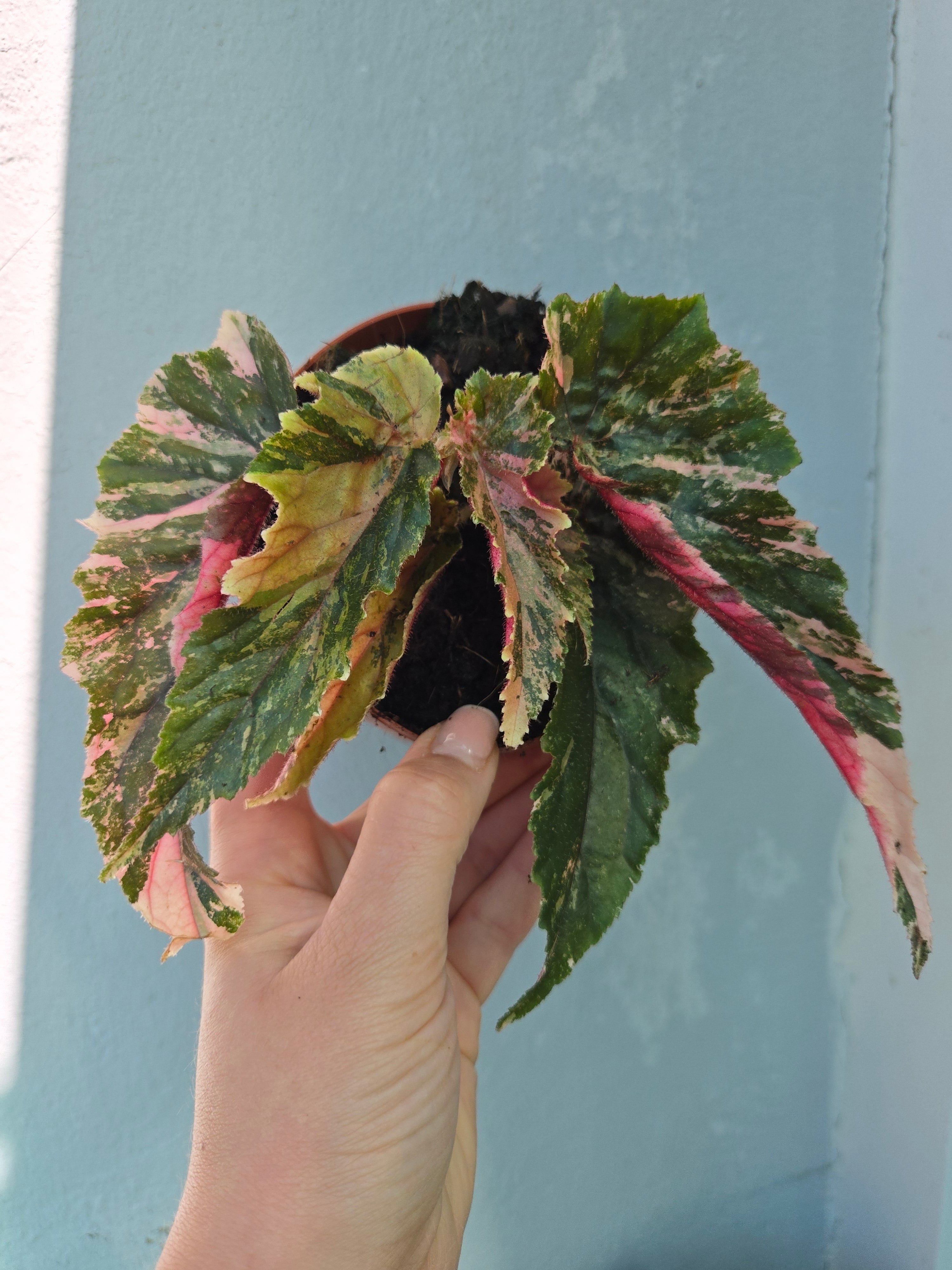 Begonia Ginny Galaxy Variegata