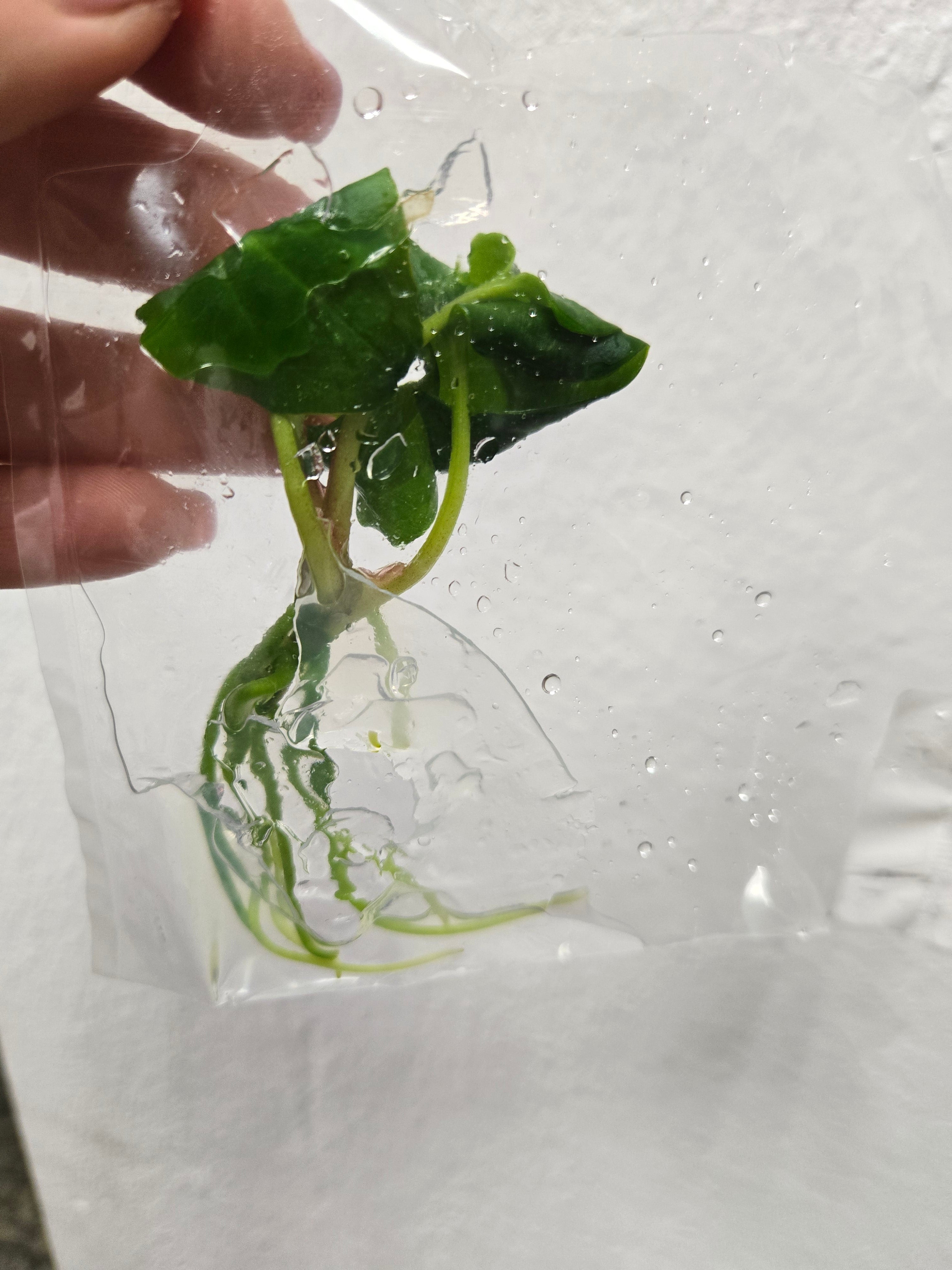 Anthurium Dressleri X Fort Sherman - TC