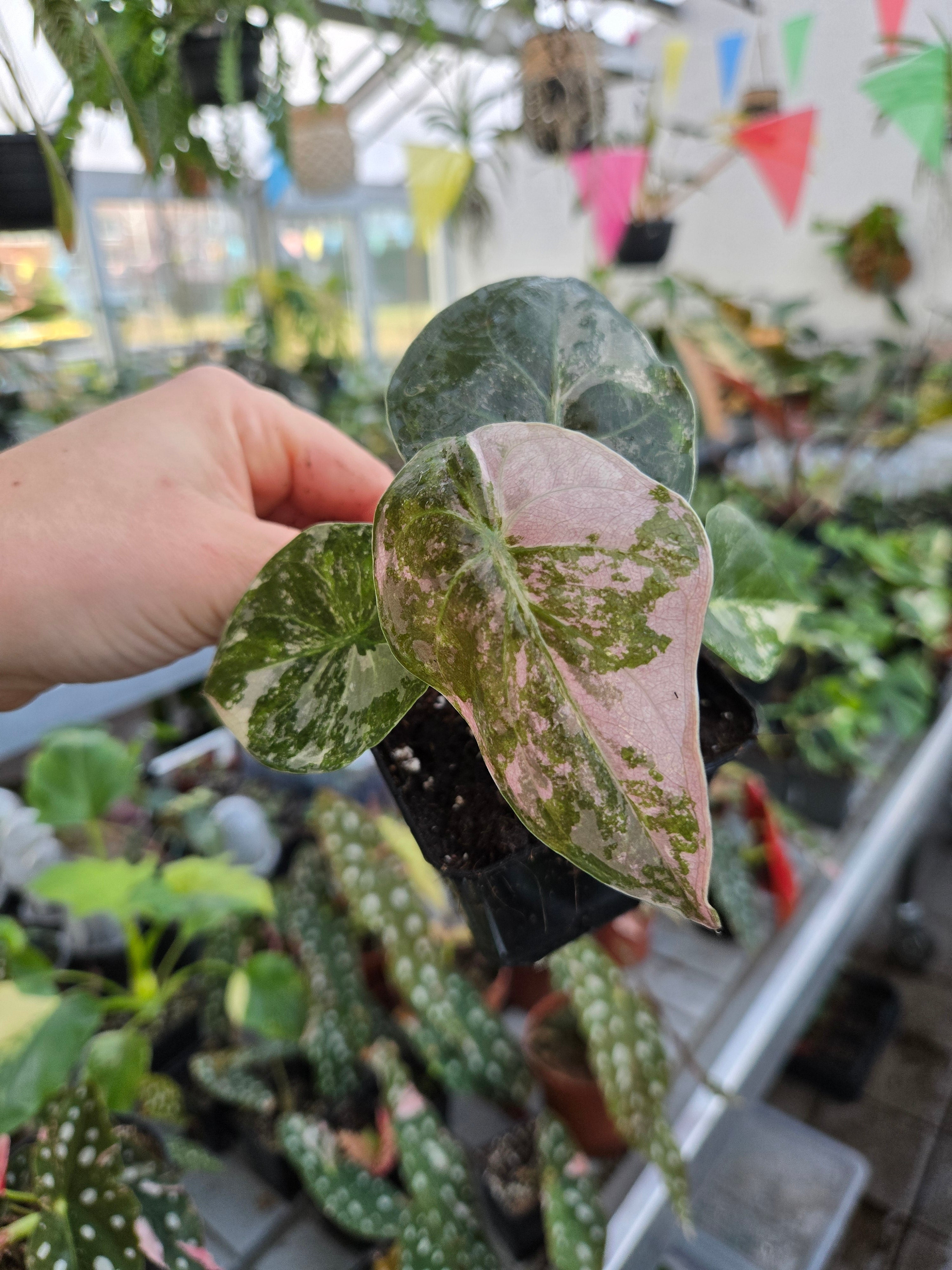 Alocasia Wentii Pink Albo