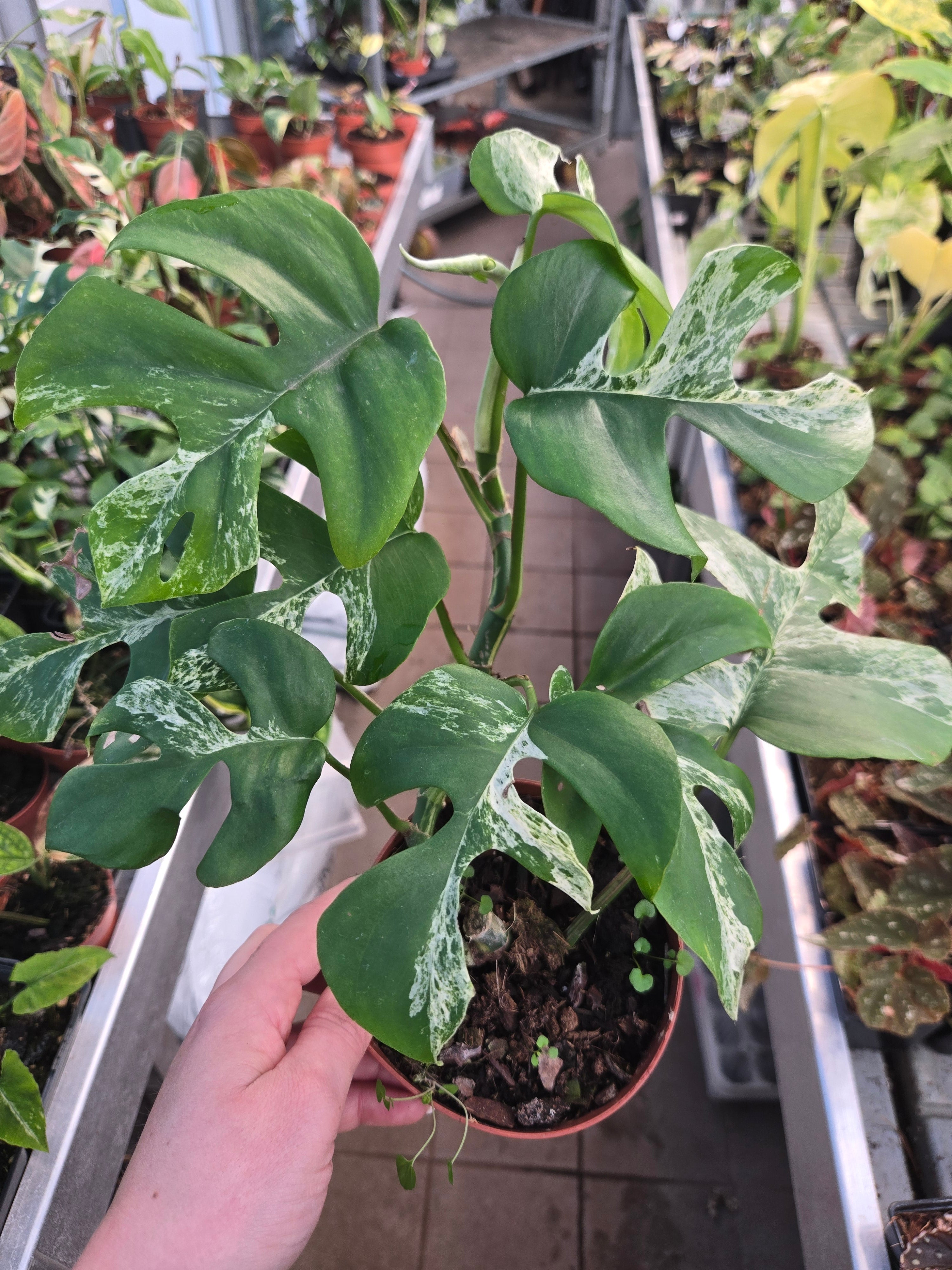 Rhaphidophora tetrasperma Migma