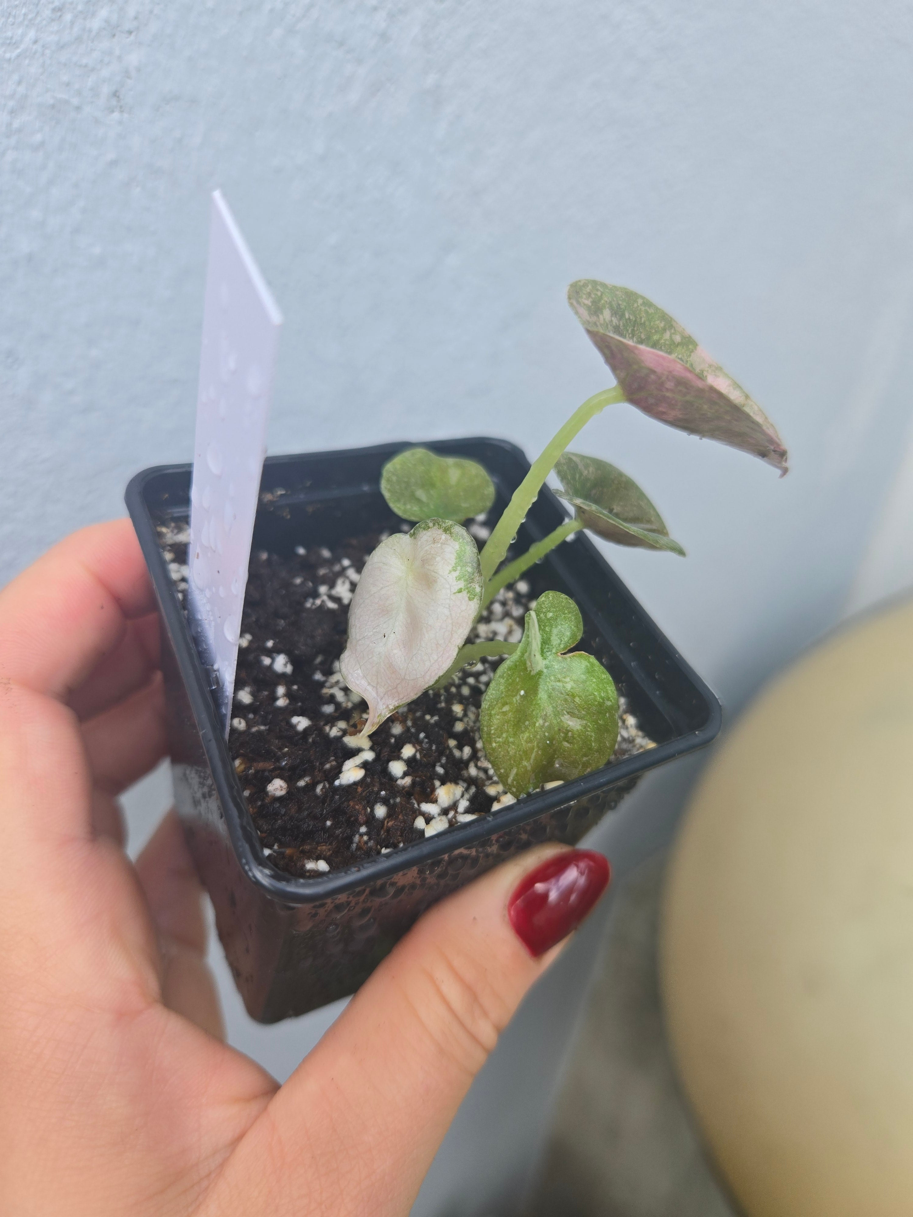 Alocasia Cuprea Pink Variegata