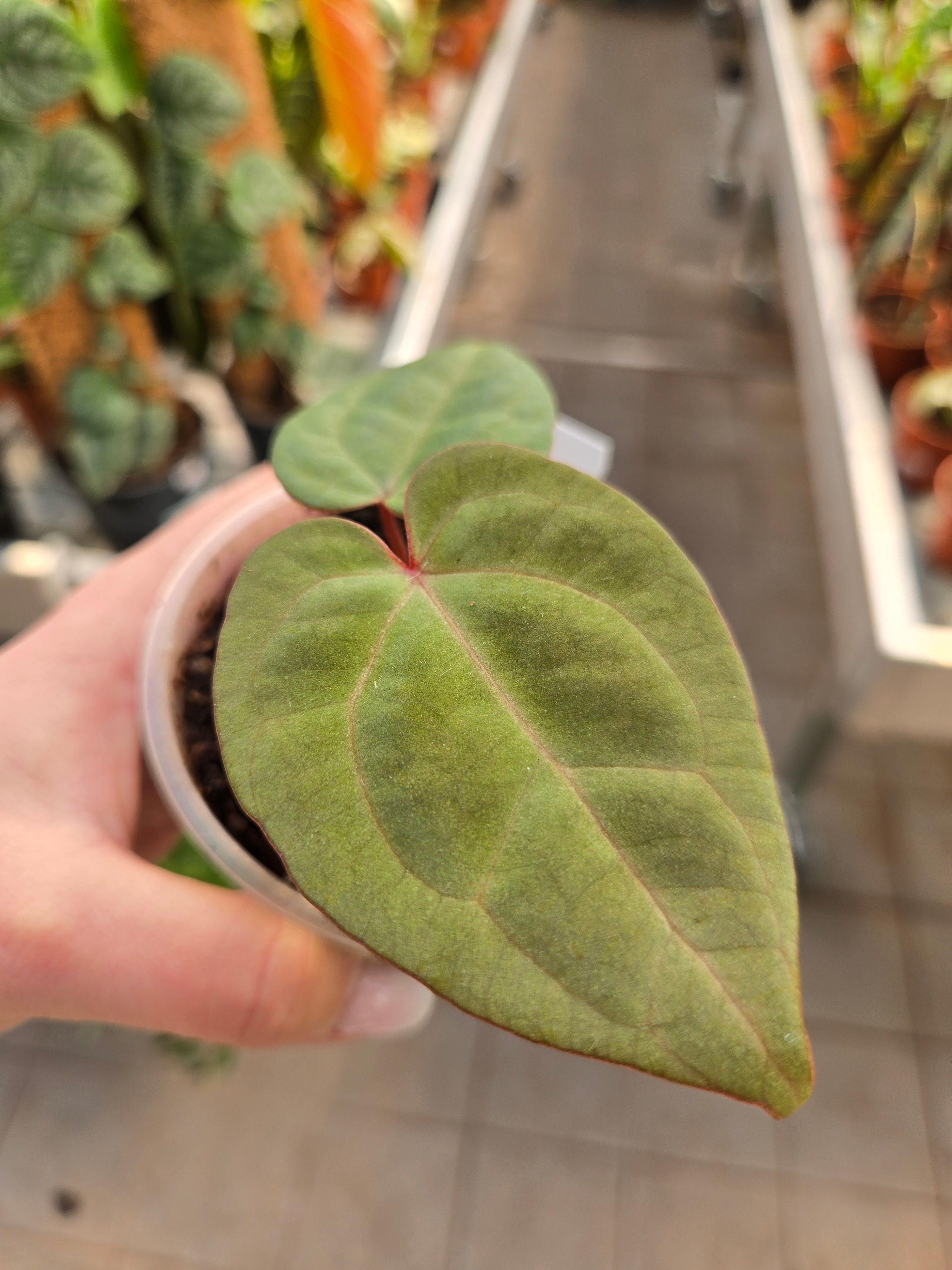 Anthurium ZxM f2 'dark' x Red Vein dark Phönix