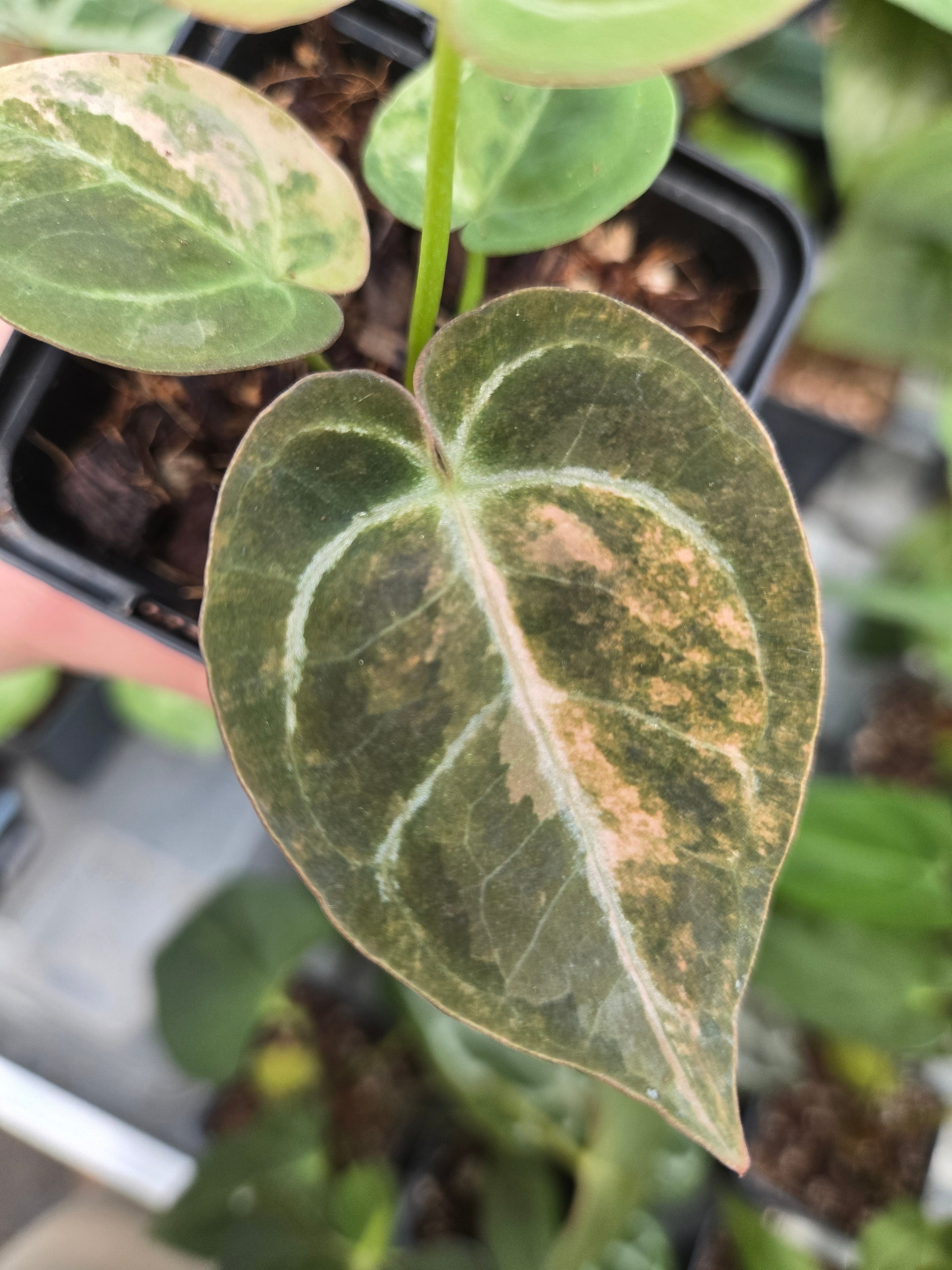 Anthurium Red Space Pink