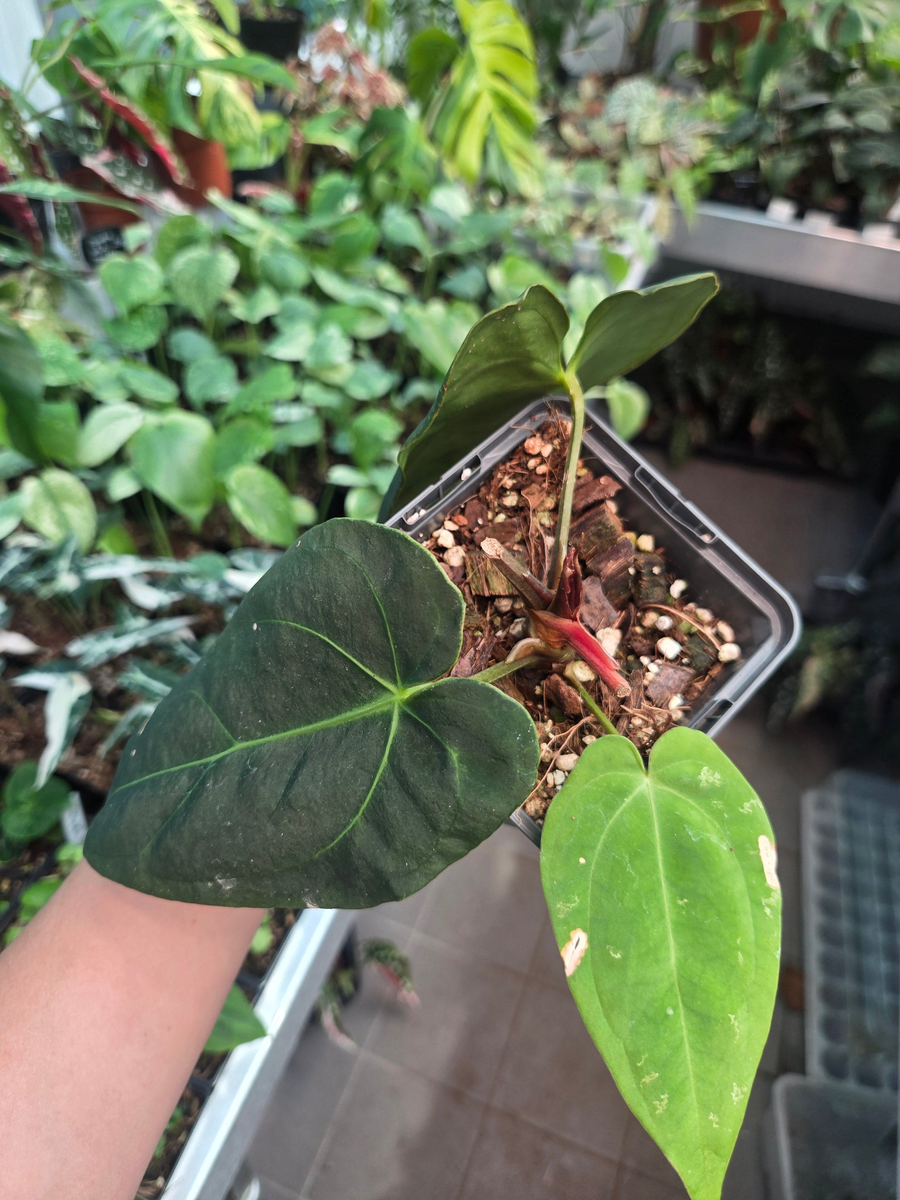Anthurium Black Widow x RVC x dress x Carla