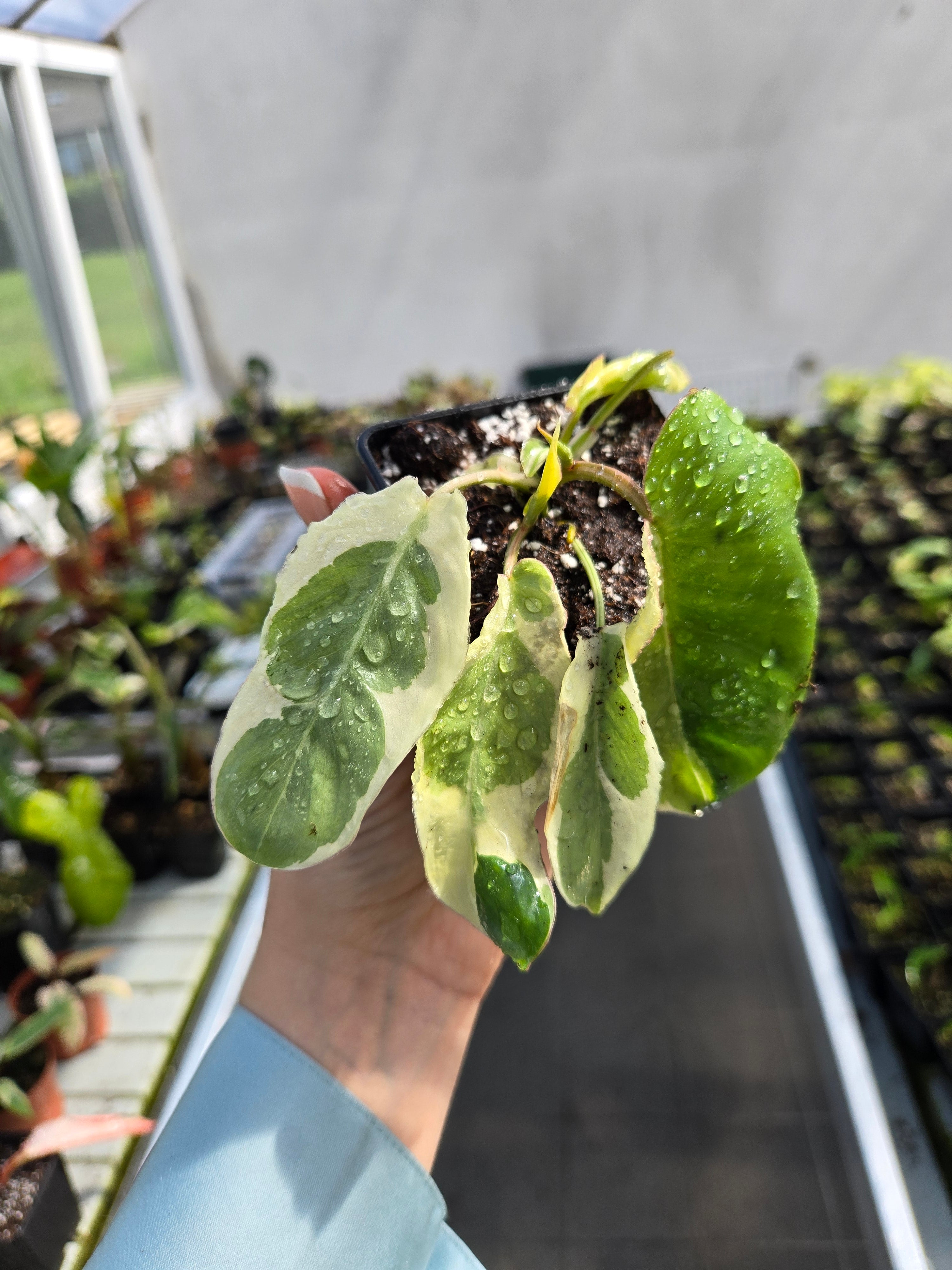 Philodendron Burlemarx Lava Variegata