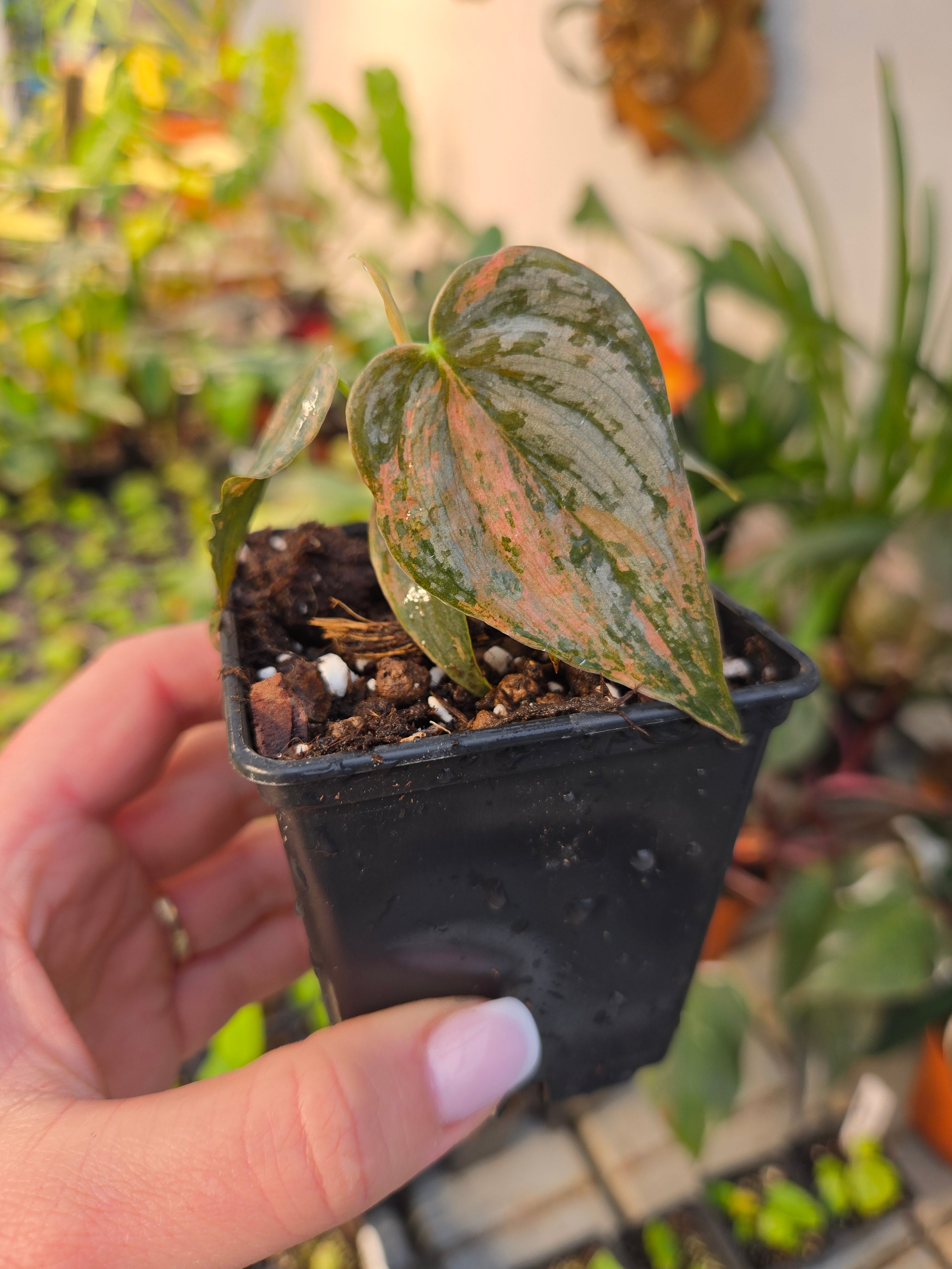 Philodendron Brandtianum Variegata