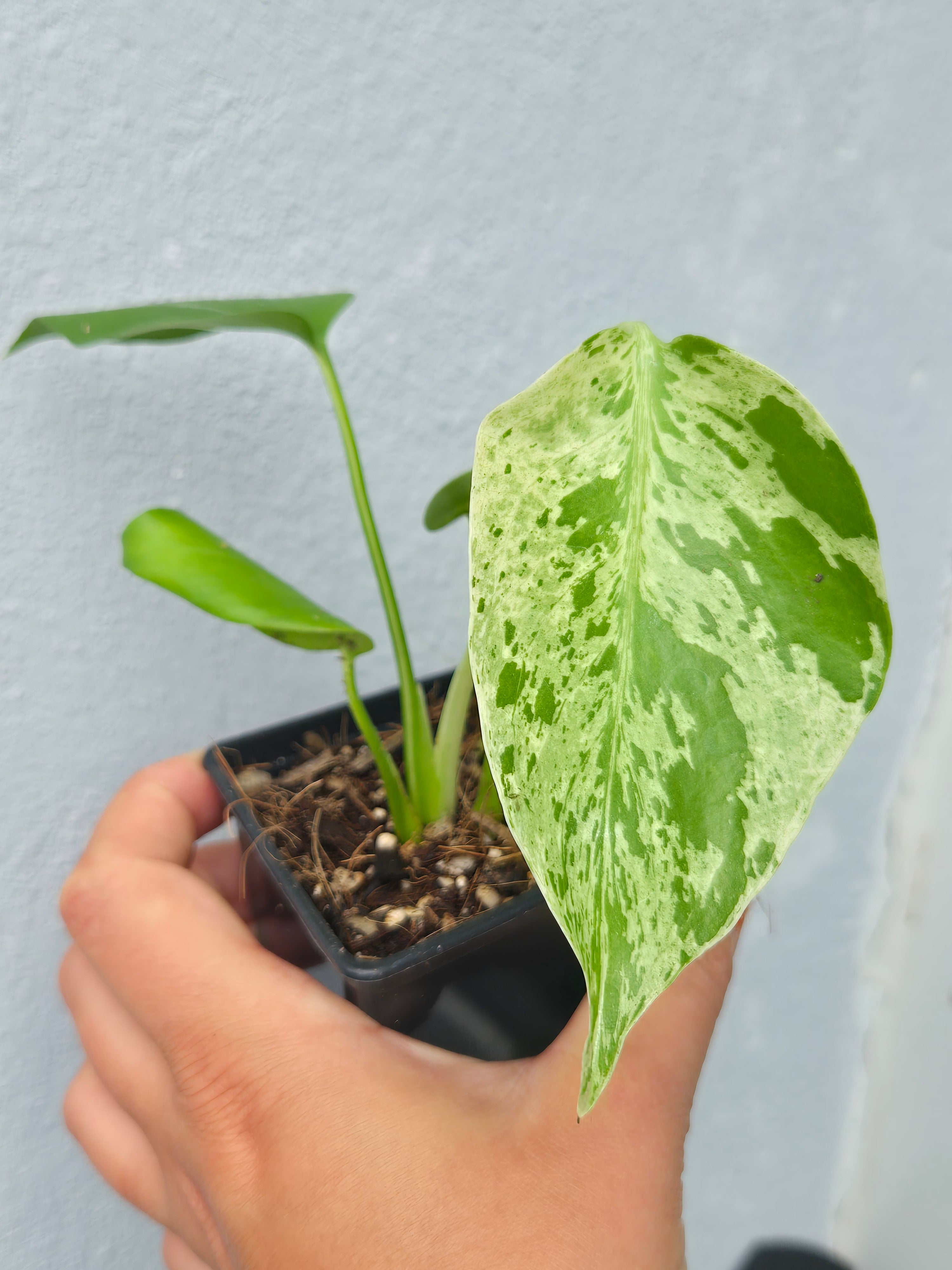Monstera Bulbasaur