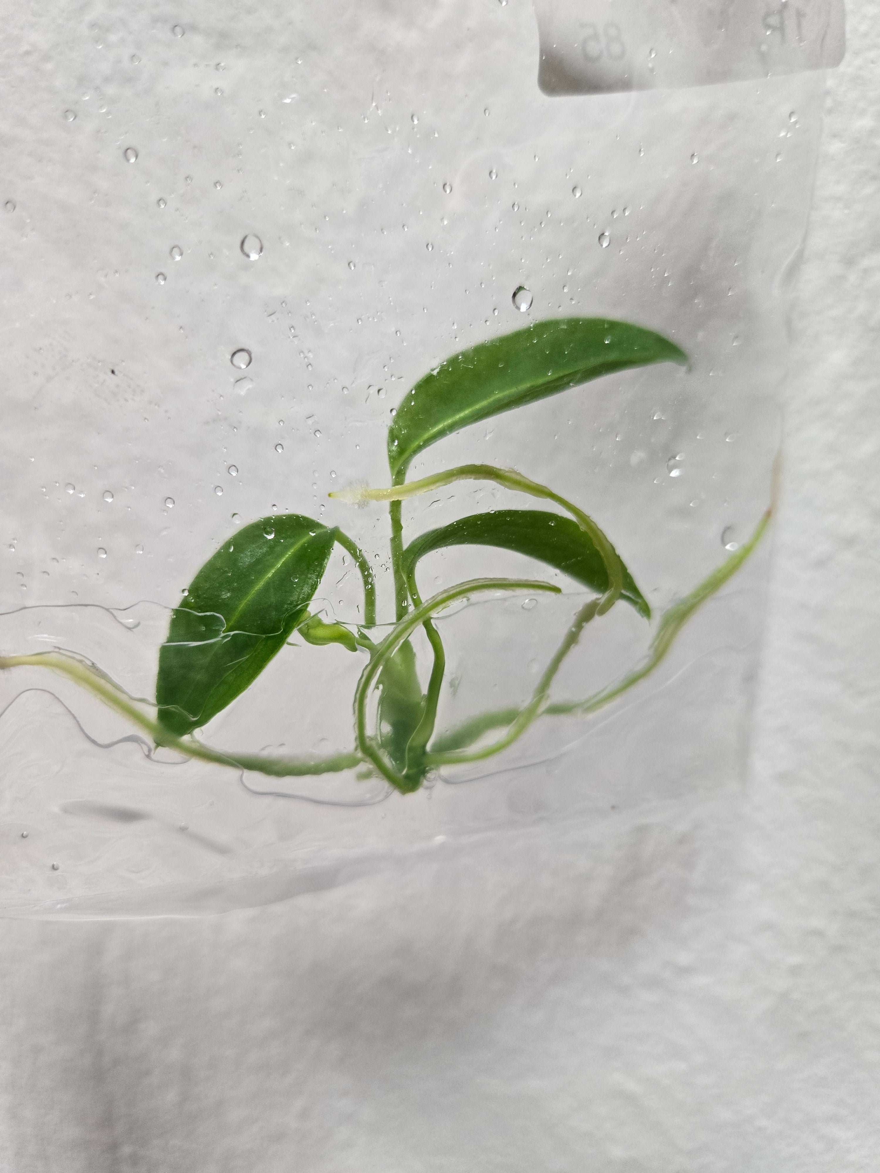 Anthurium Warocqueanum dark form - TC -