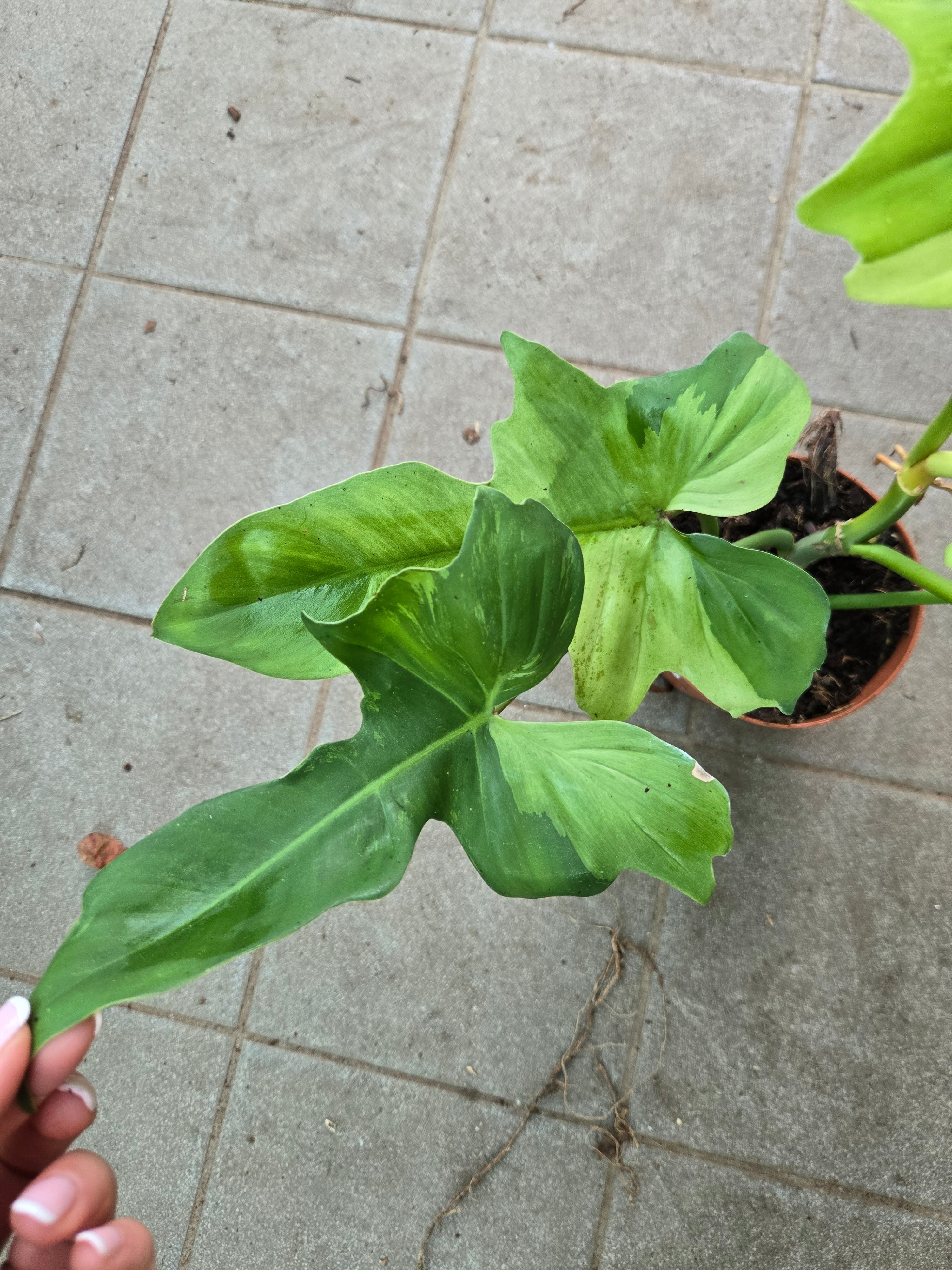 Philodendron Golden Dragon Mint