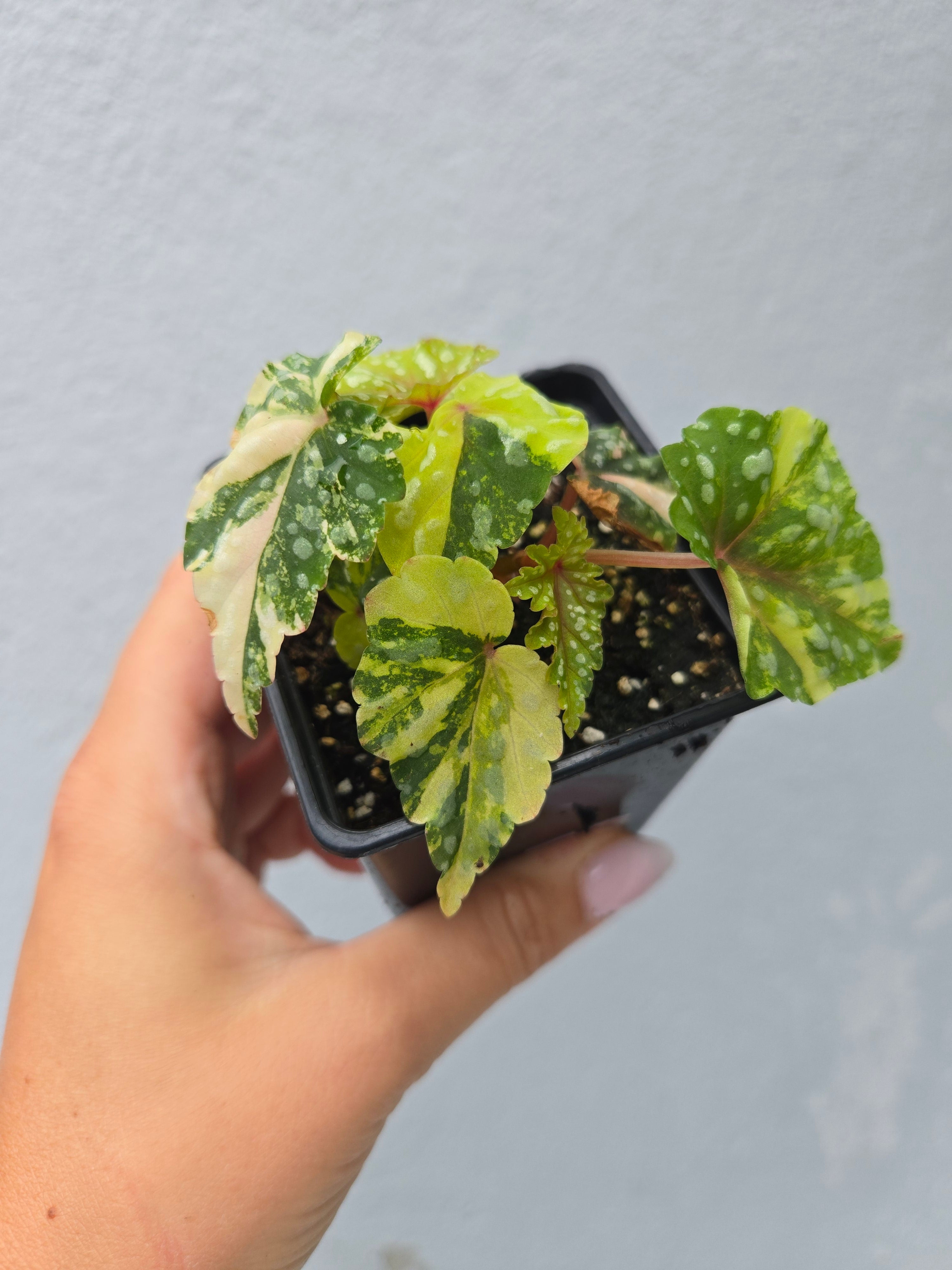 Begonia izumo no Kiraboshi Variegated