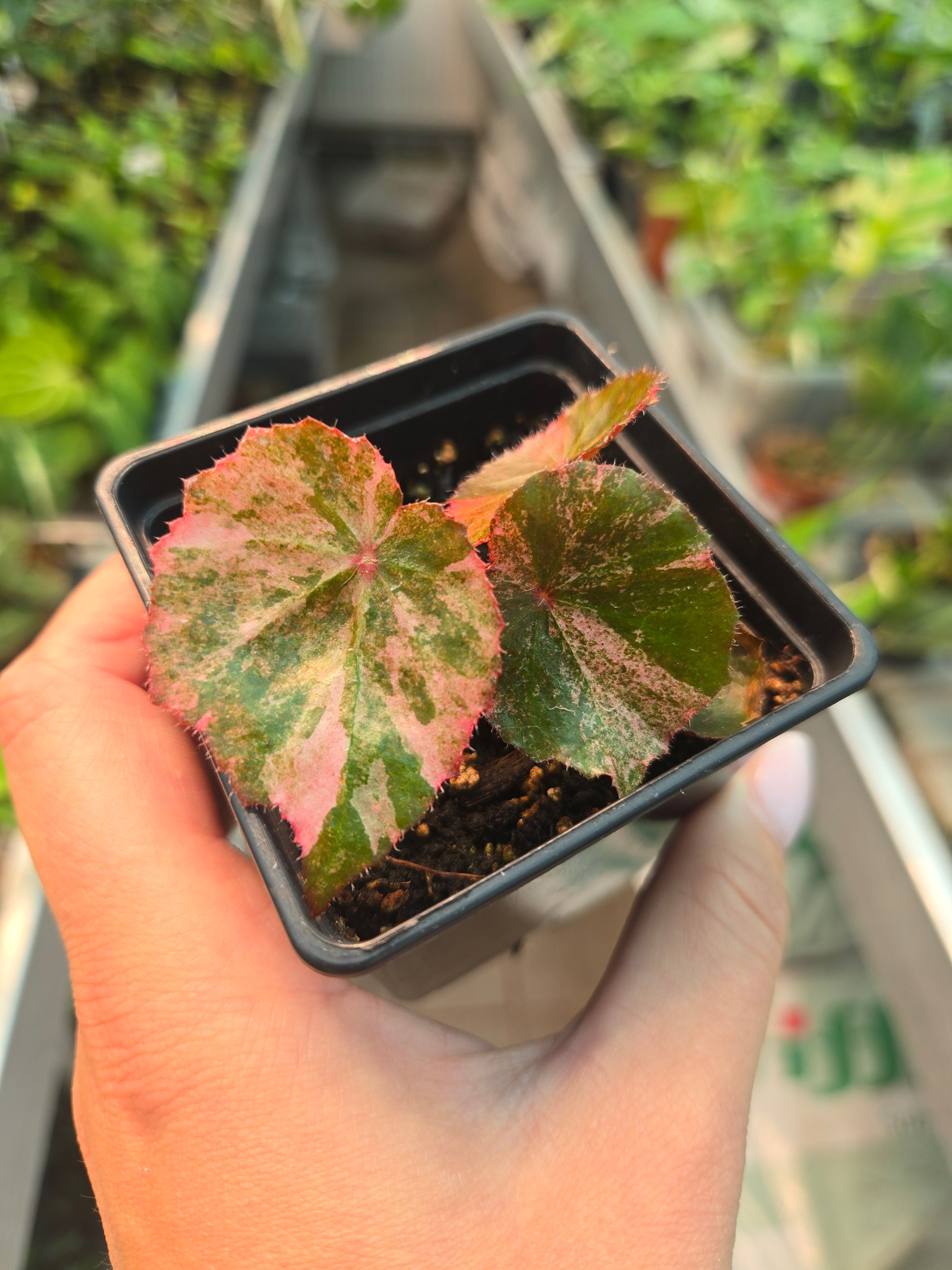 Begonia Pink Rouge variegata