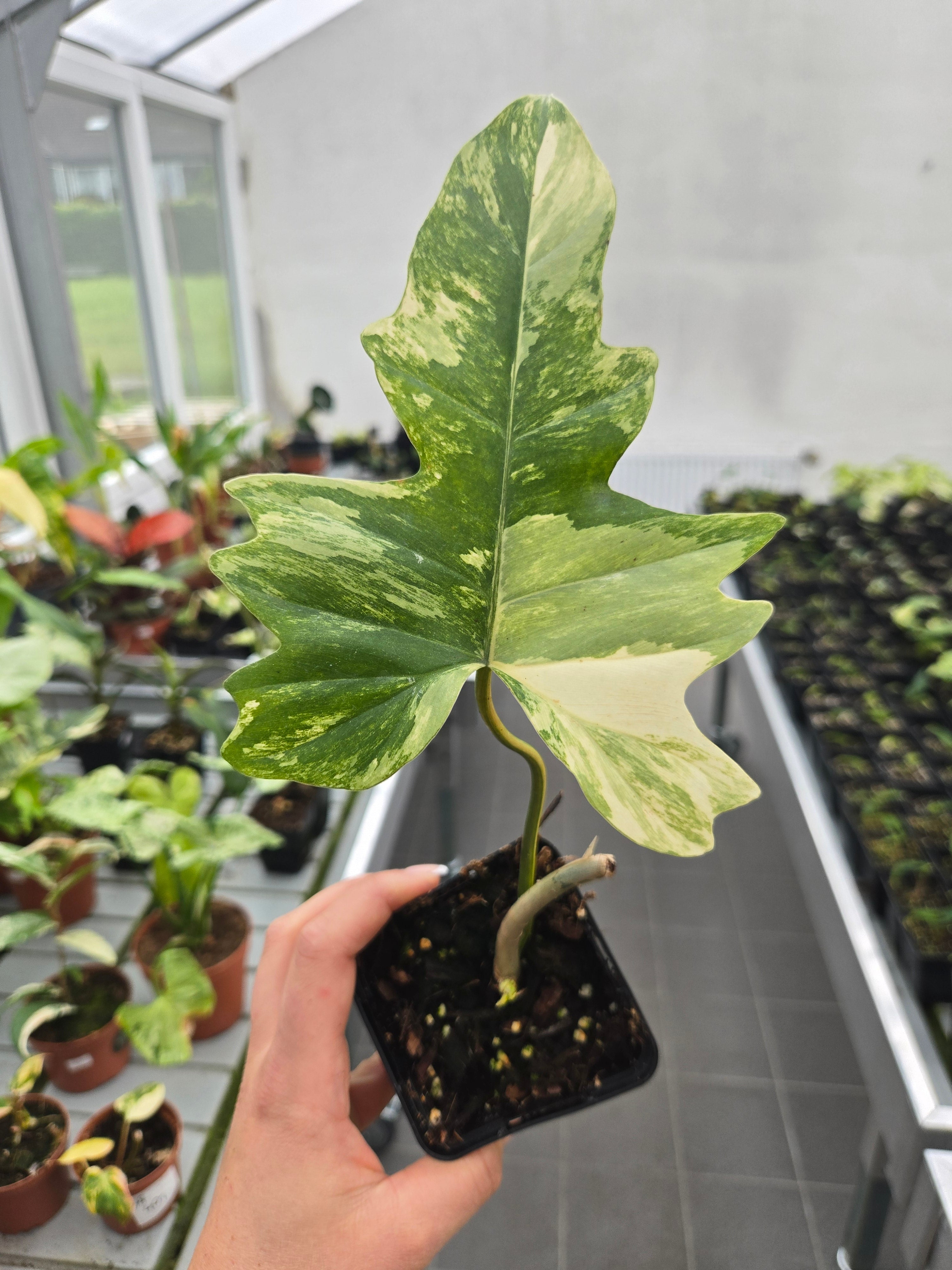 Philodendron Florida Beauty x Mayoi