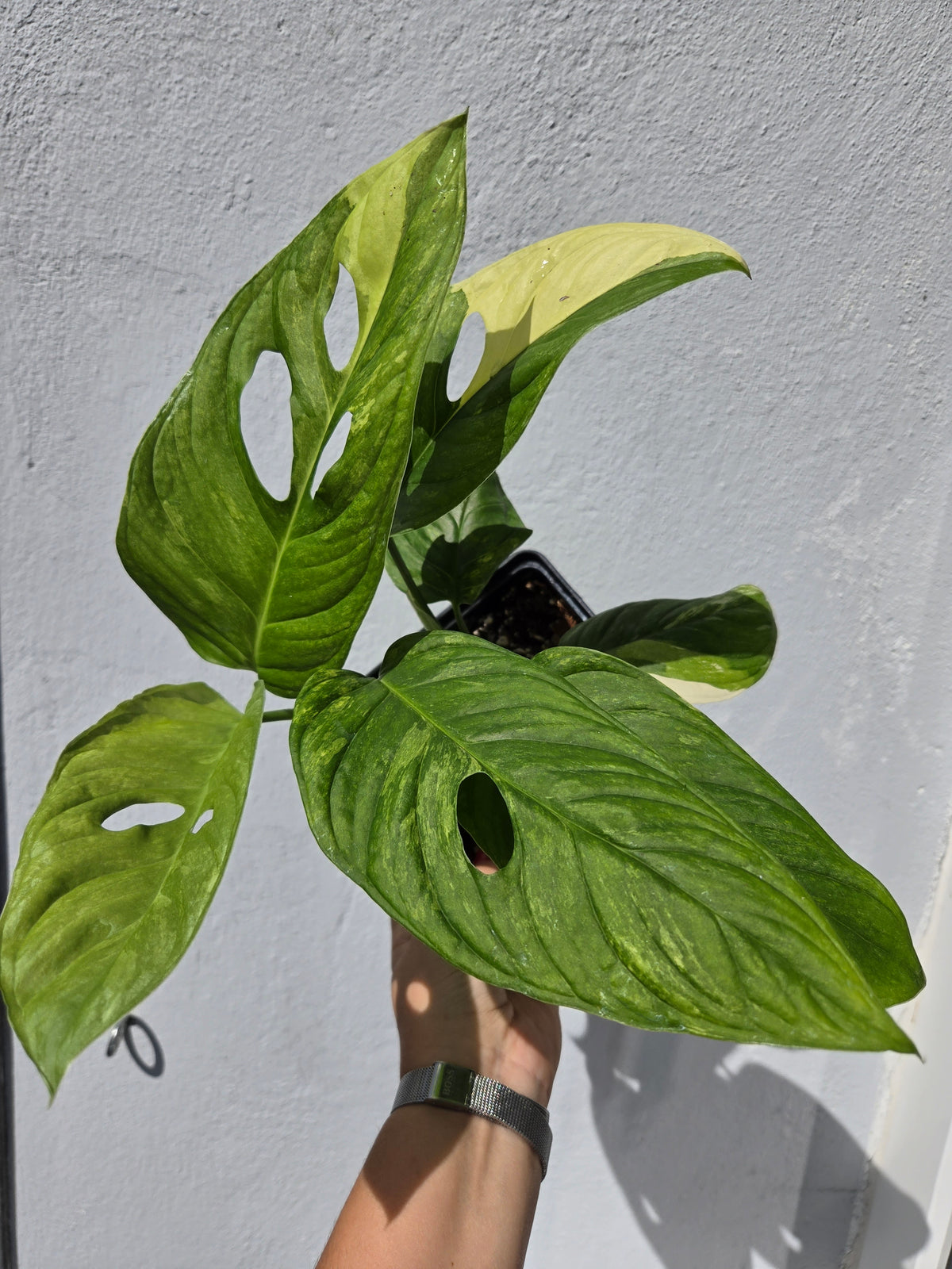 Monstera obliqua Mayuna Variegata