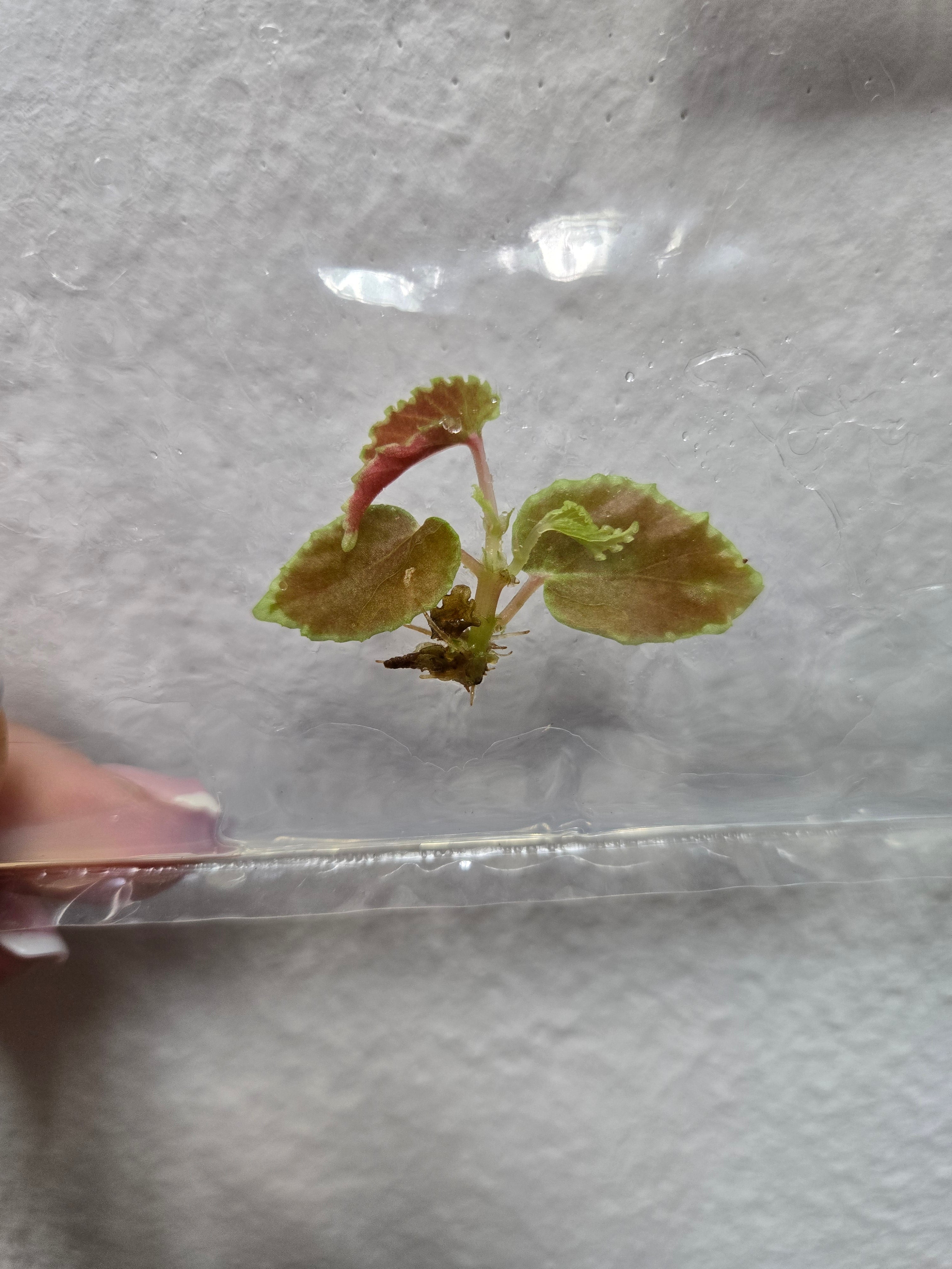 Begonia Darth Vader - TC-