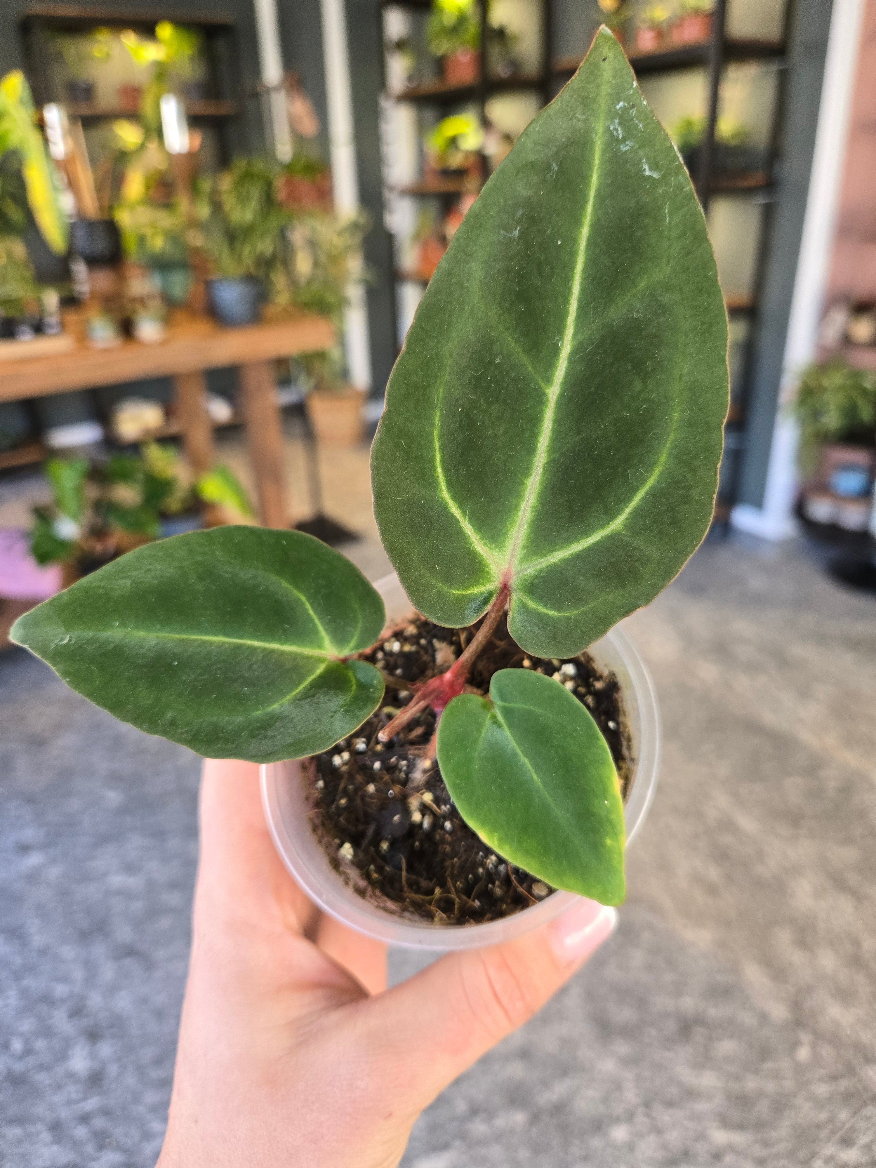 Anthurium Zara x Michel x besseae aff