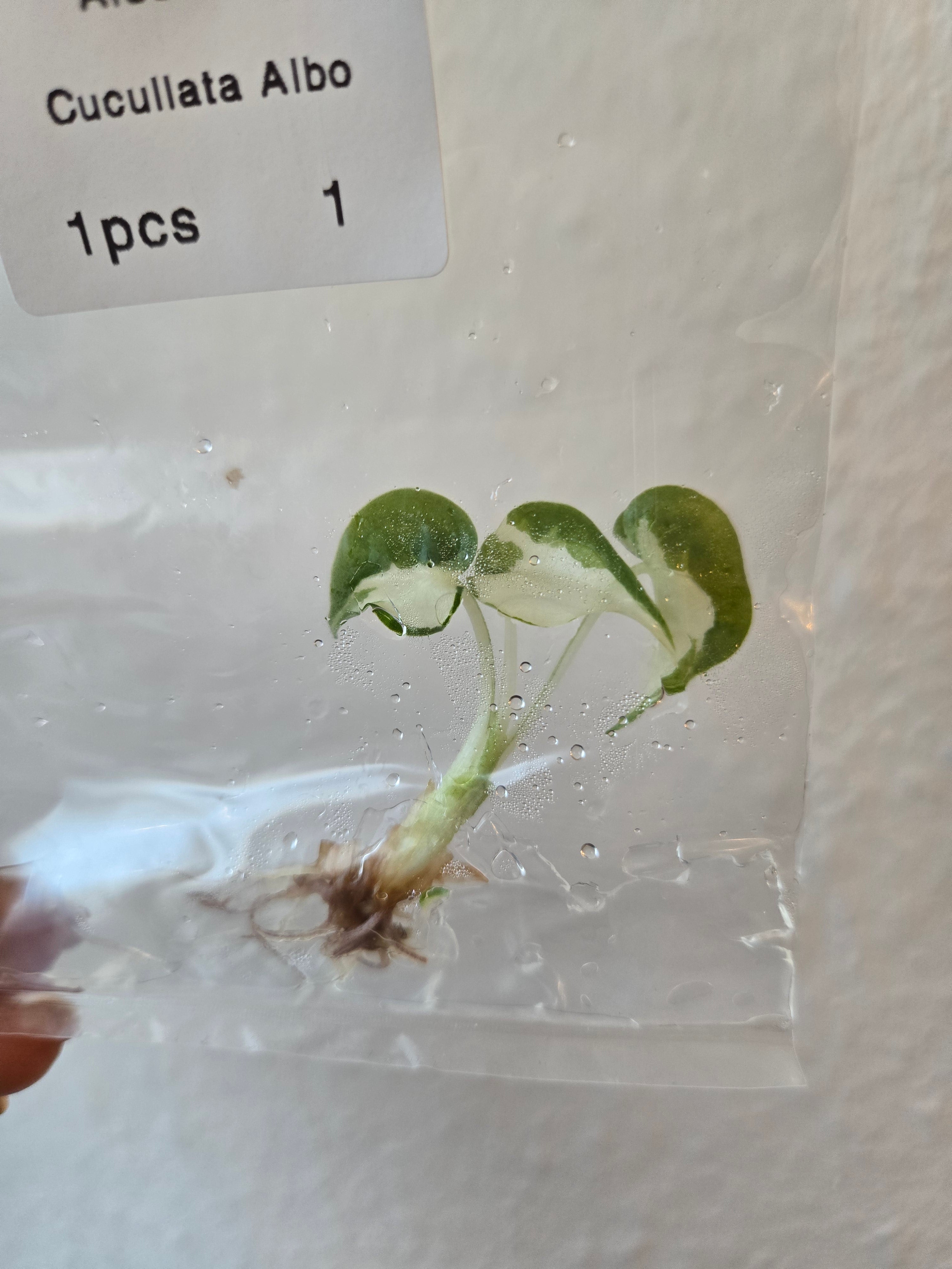 Alocasia Cucullata Albo