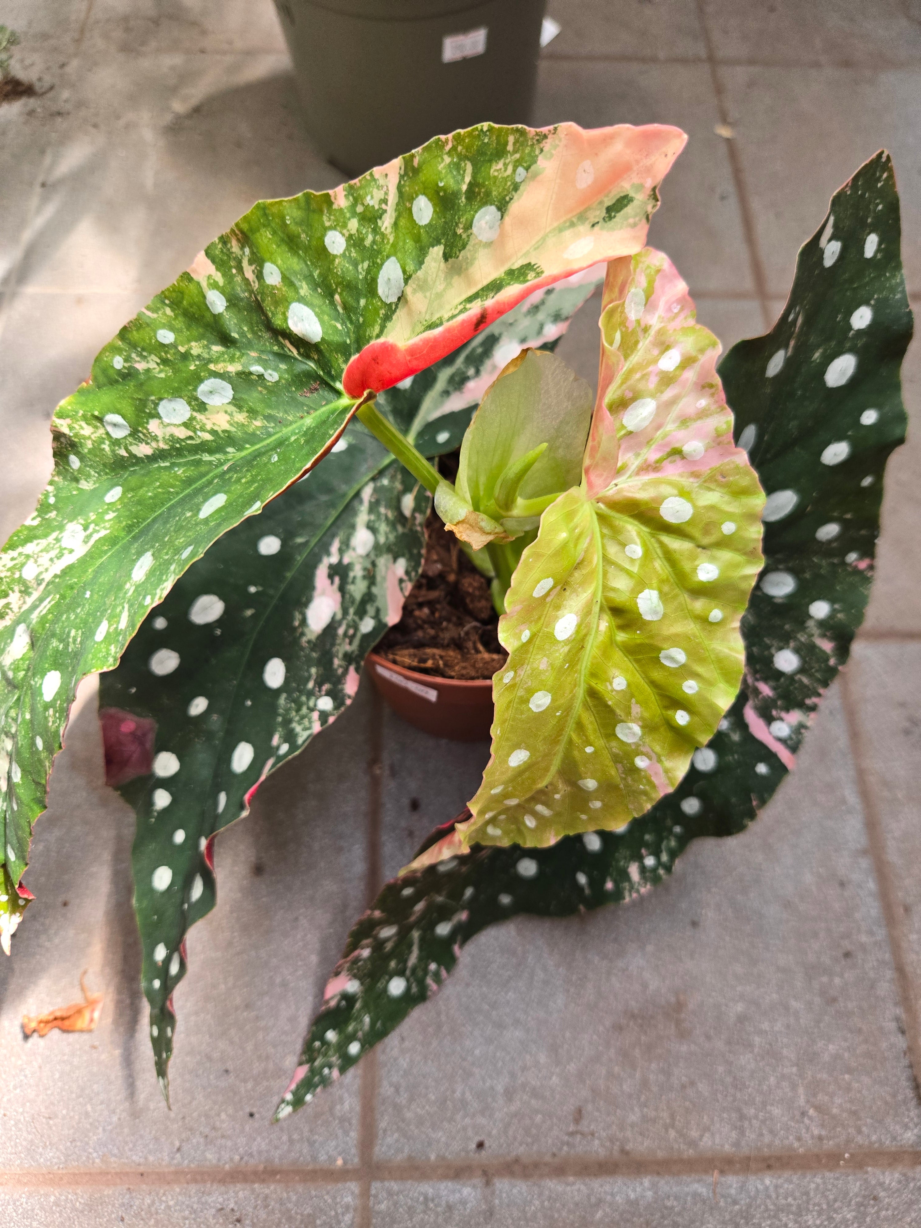 Begonia Maculata Pink M