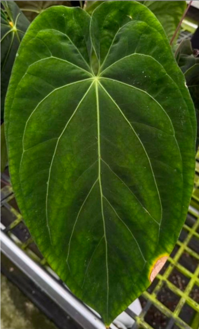 Tissue Culture for 1 € - such dir eine aus!