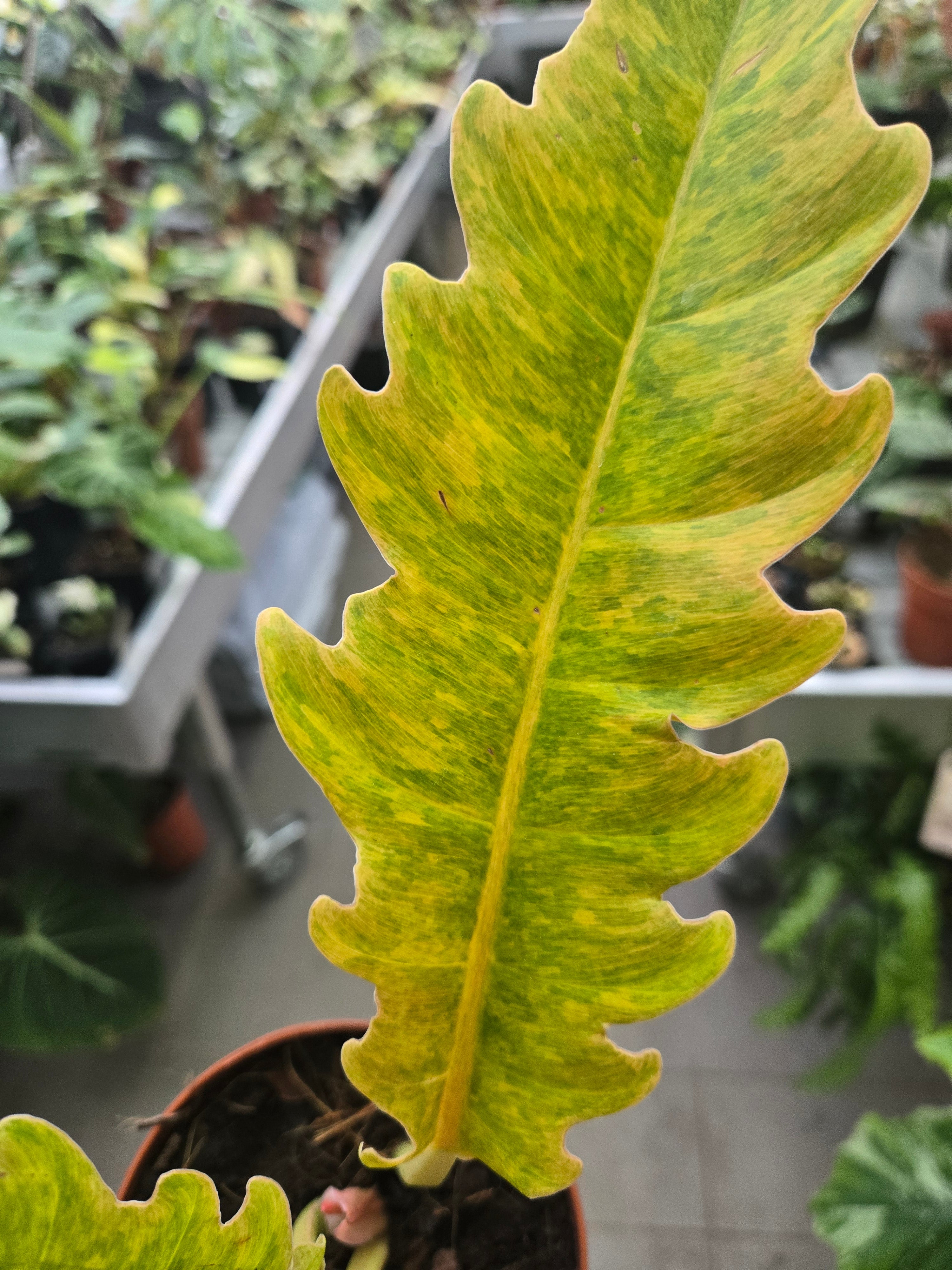 Philodendron Ring of Fire Mutation - Einzelstück