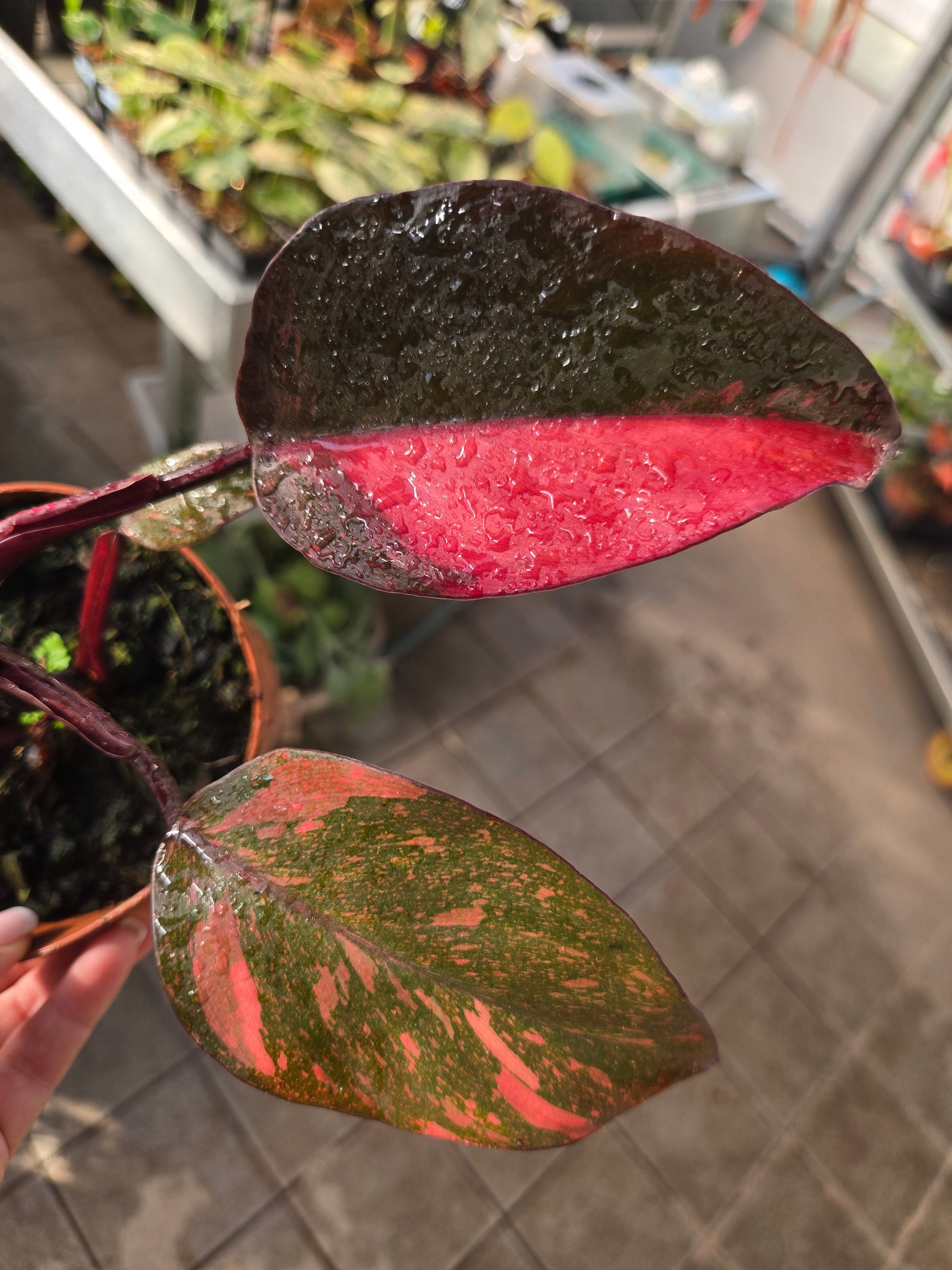 Philodendron Orange Princess