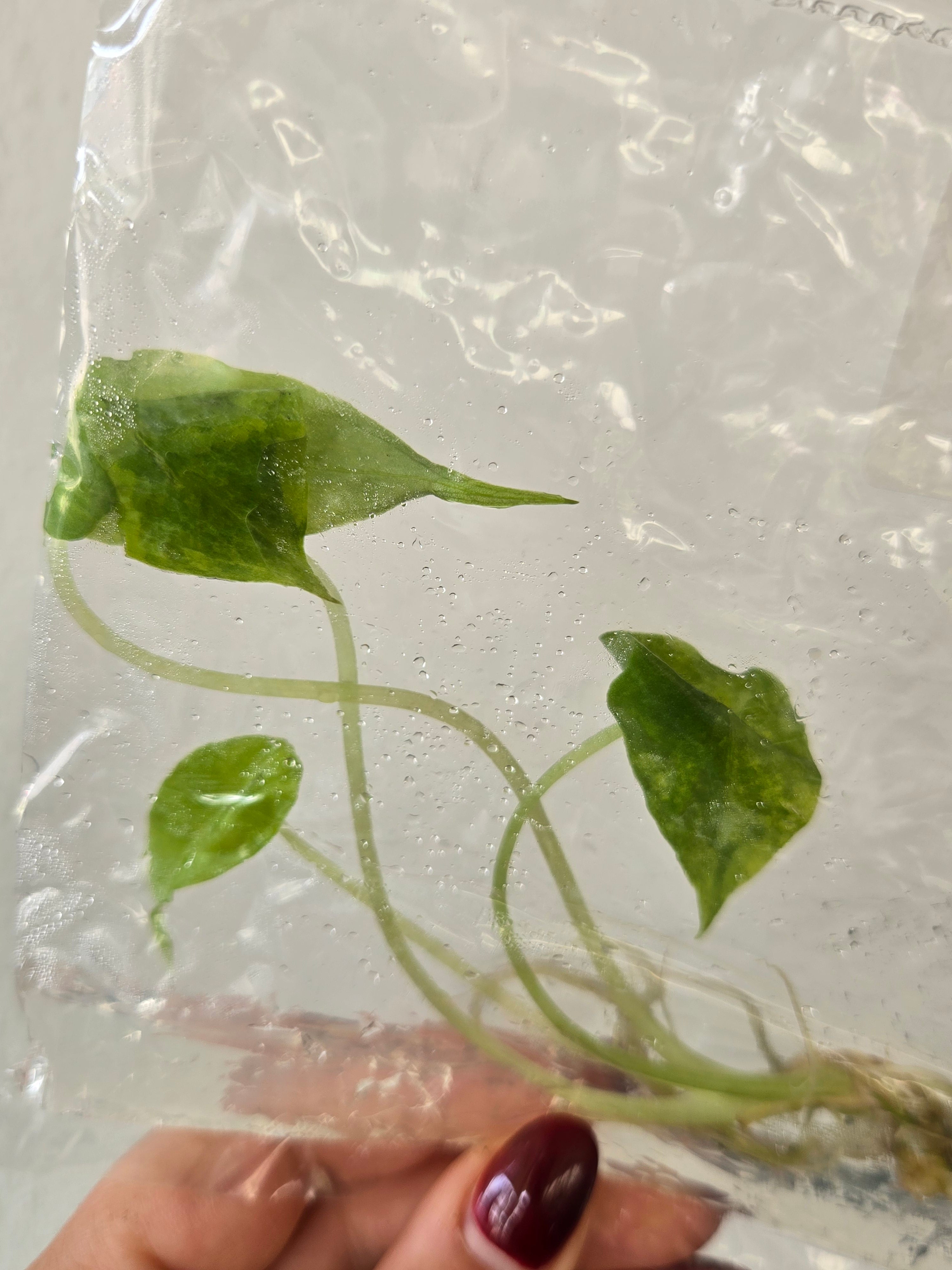 Alocasia Dragon Breath Aurea -TC