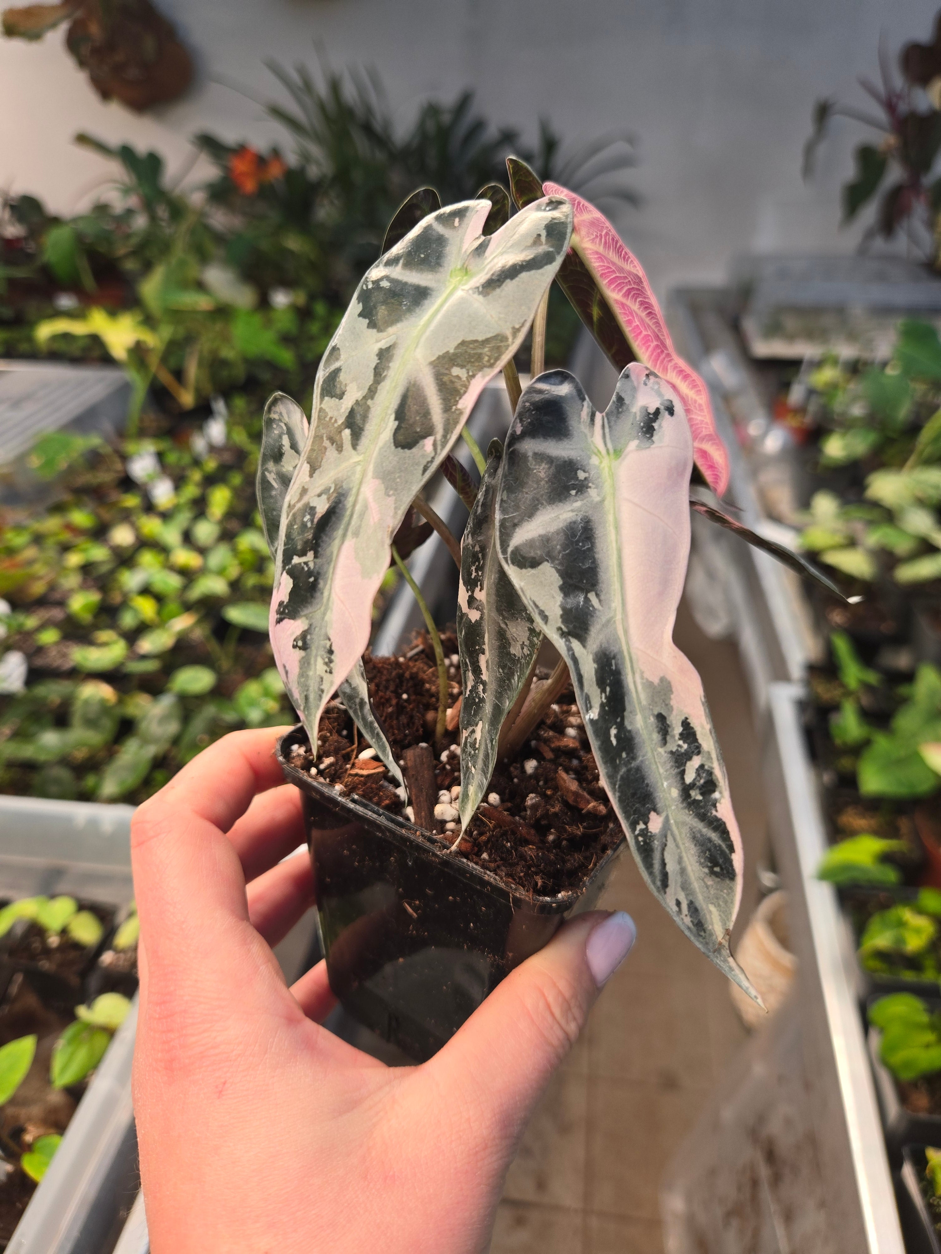 Alocasia Bambino Pink