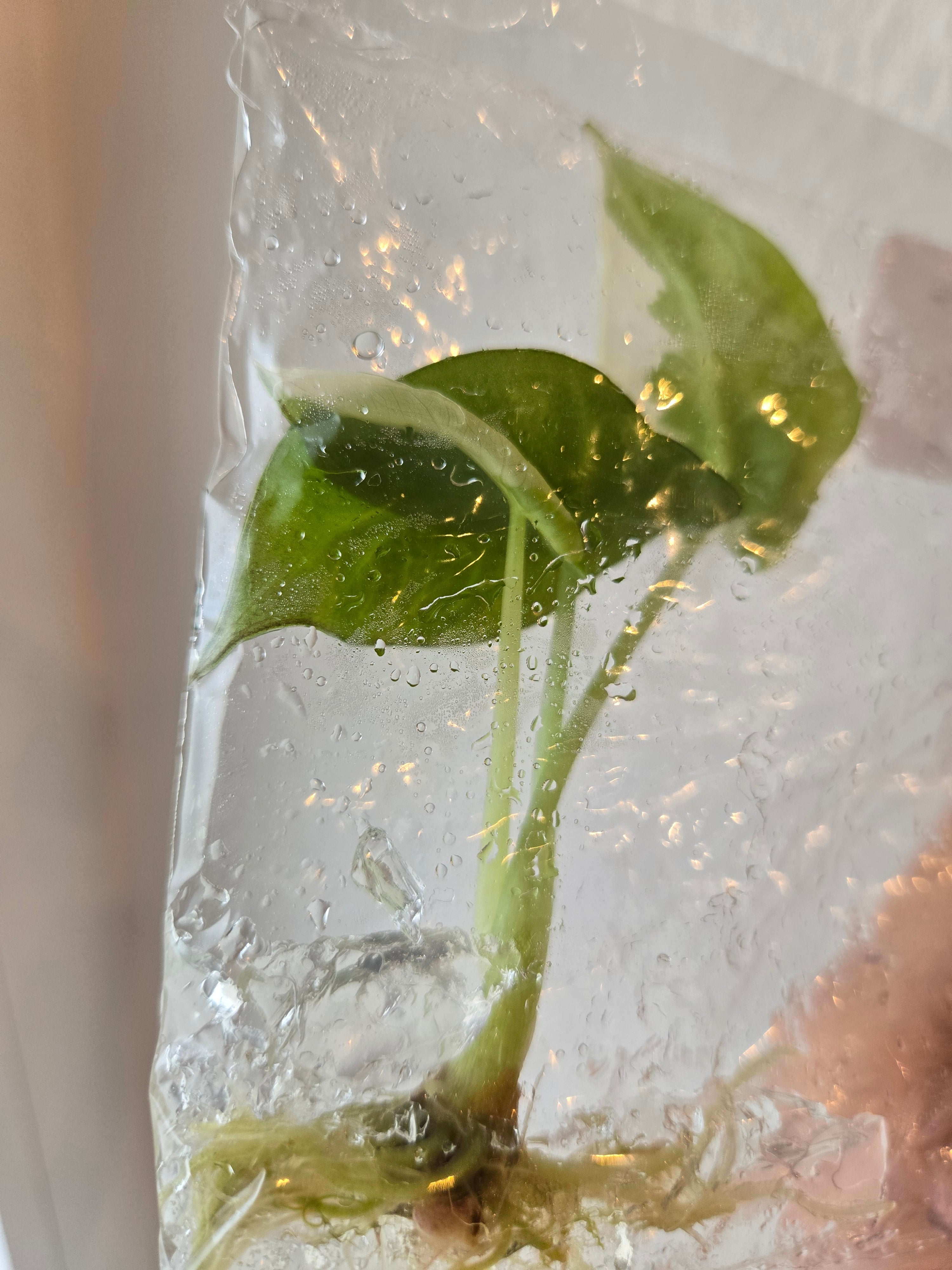 Alocasia Regale Shield Albo