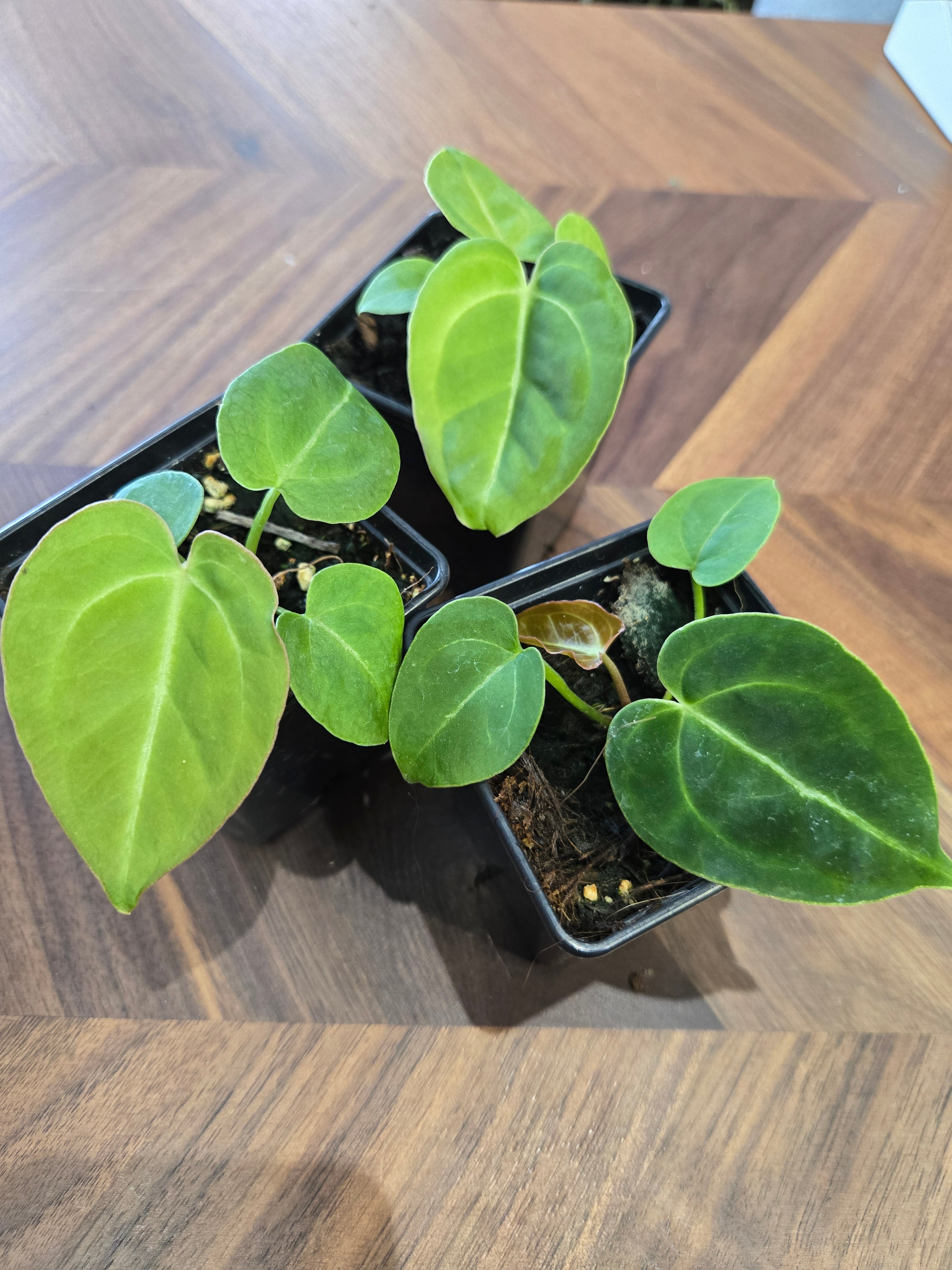 Anthurium King of Spades x NoID