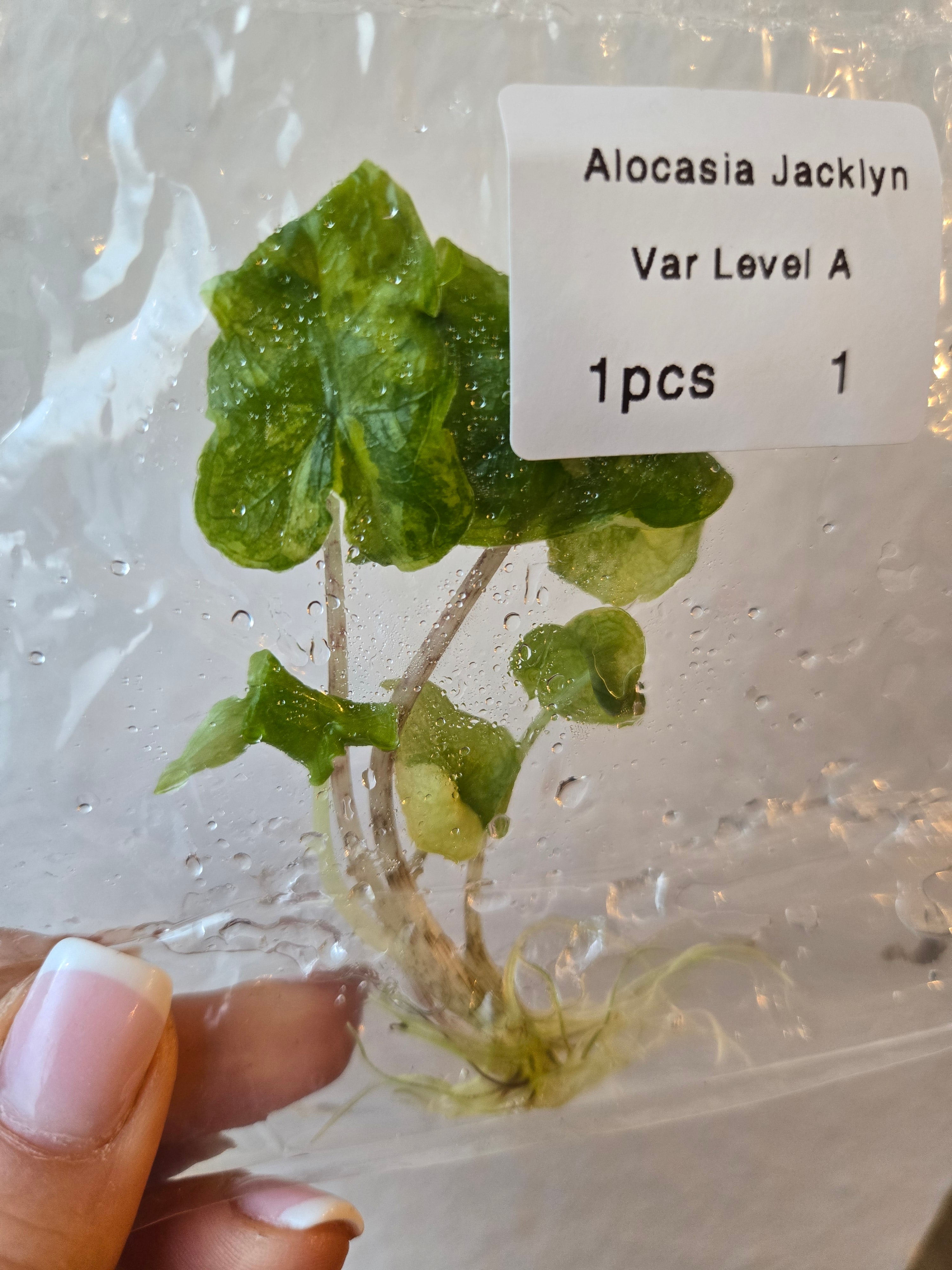 Alocasia Jacklyn Premium Variegated- TC