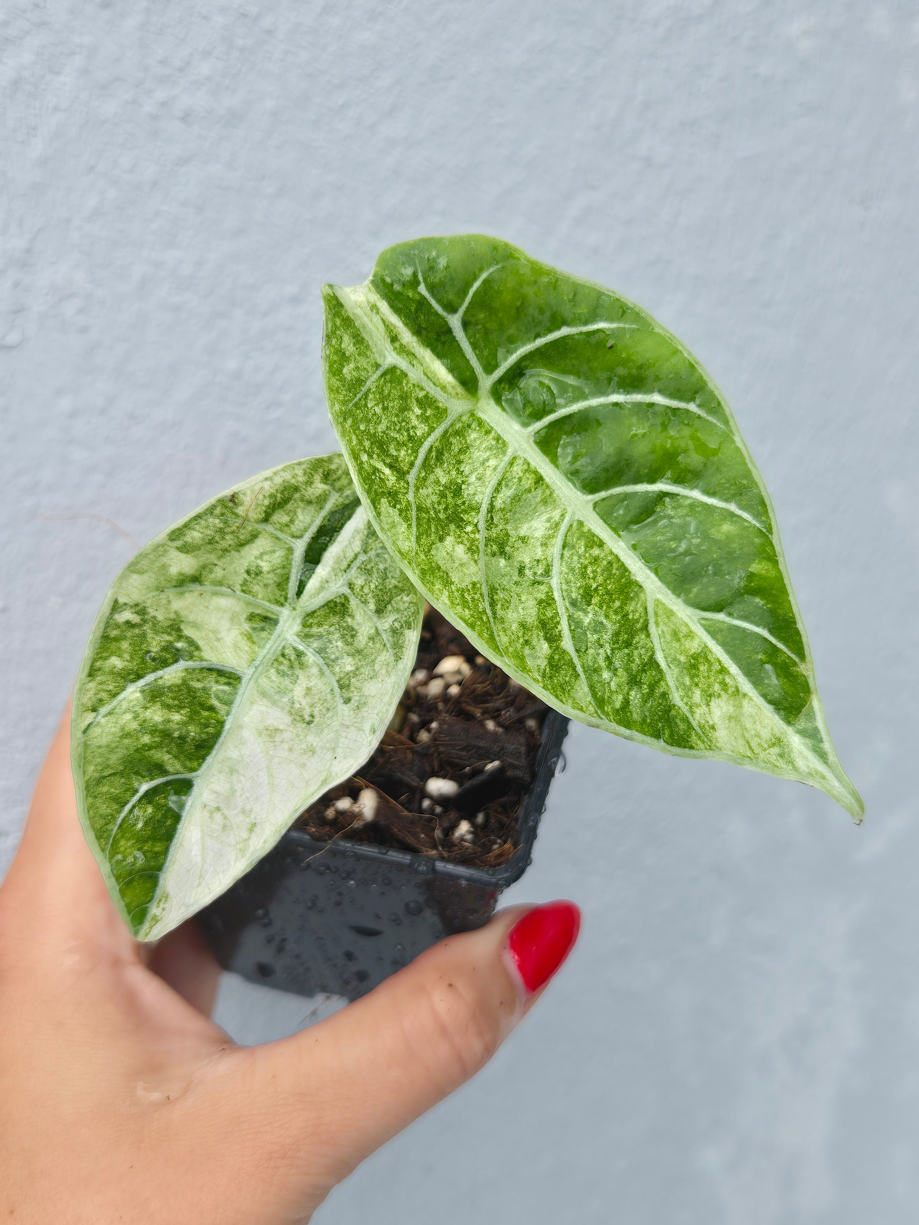 Alocasia Watsoniana Glossy