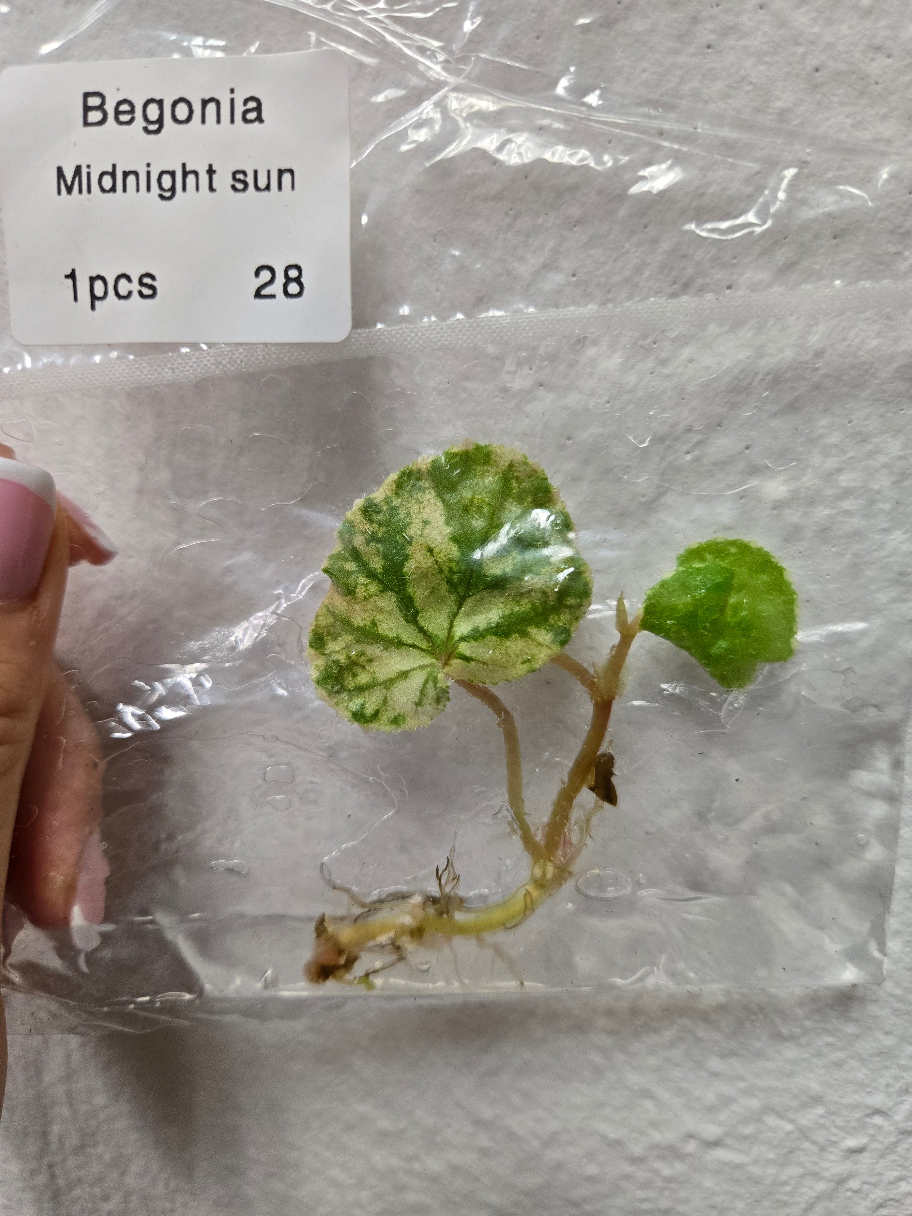 Begonia Midnight sun -TC-