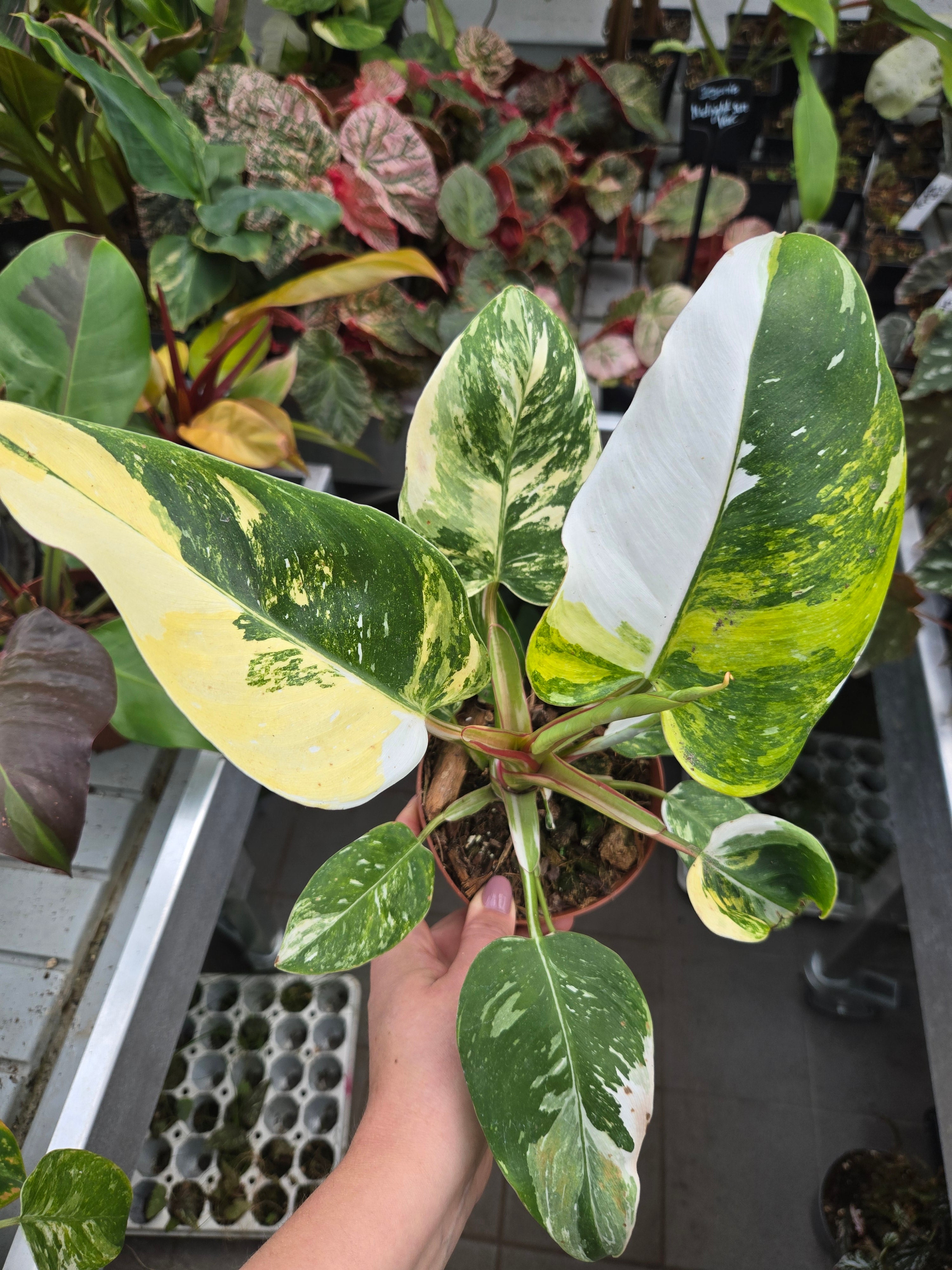 Philodendron White Princess Aurea (echte)
