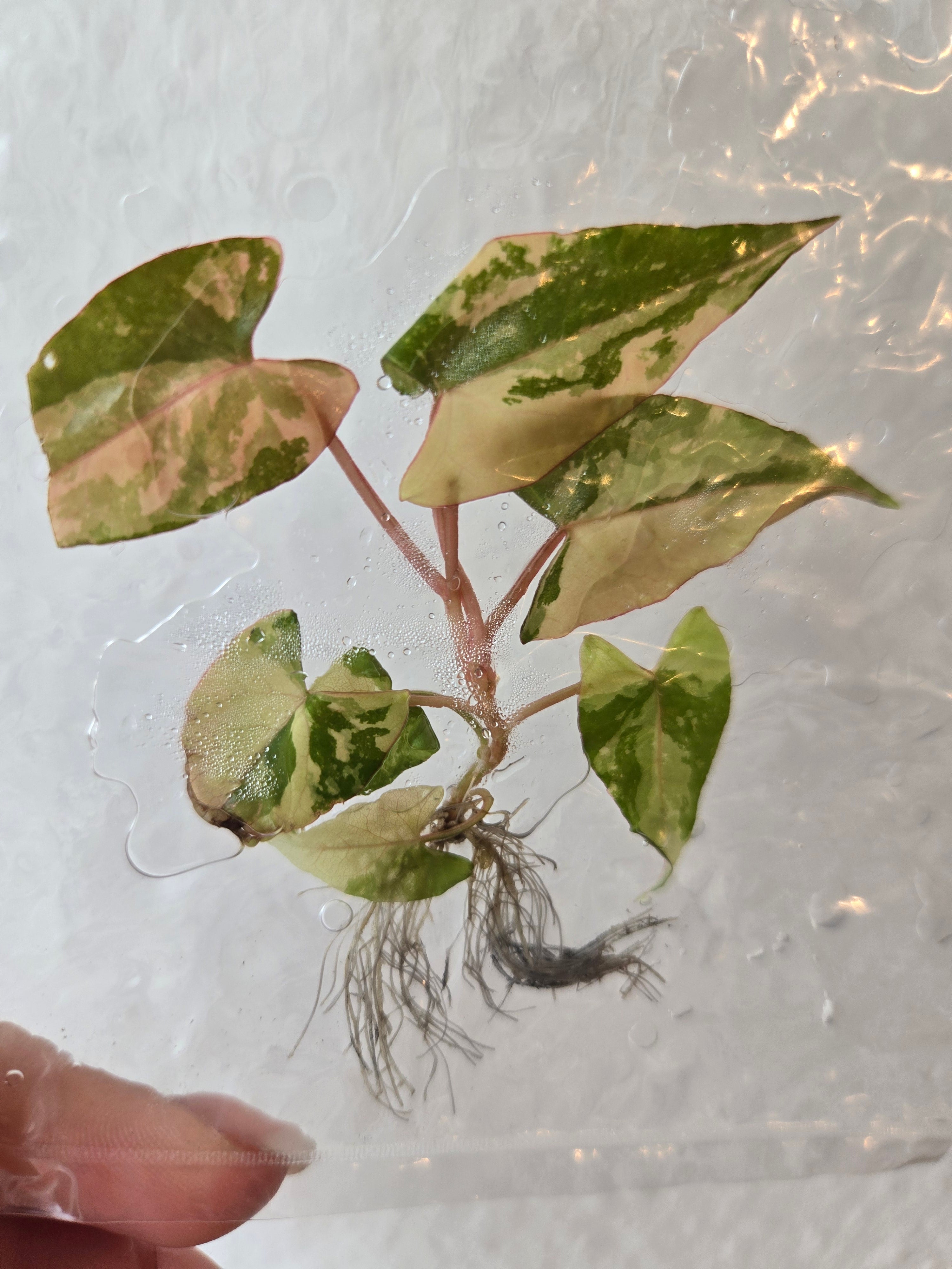 Fallopia Multiflora Variegata