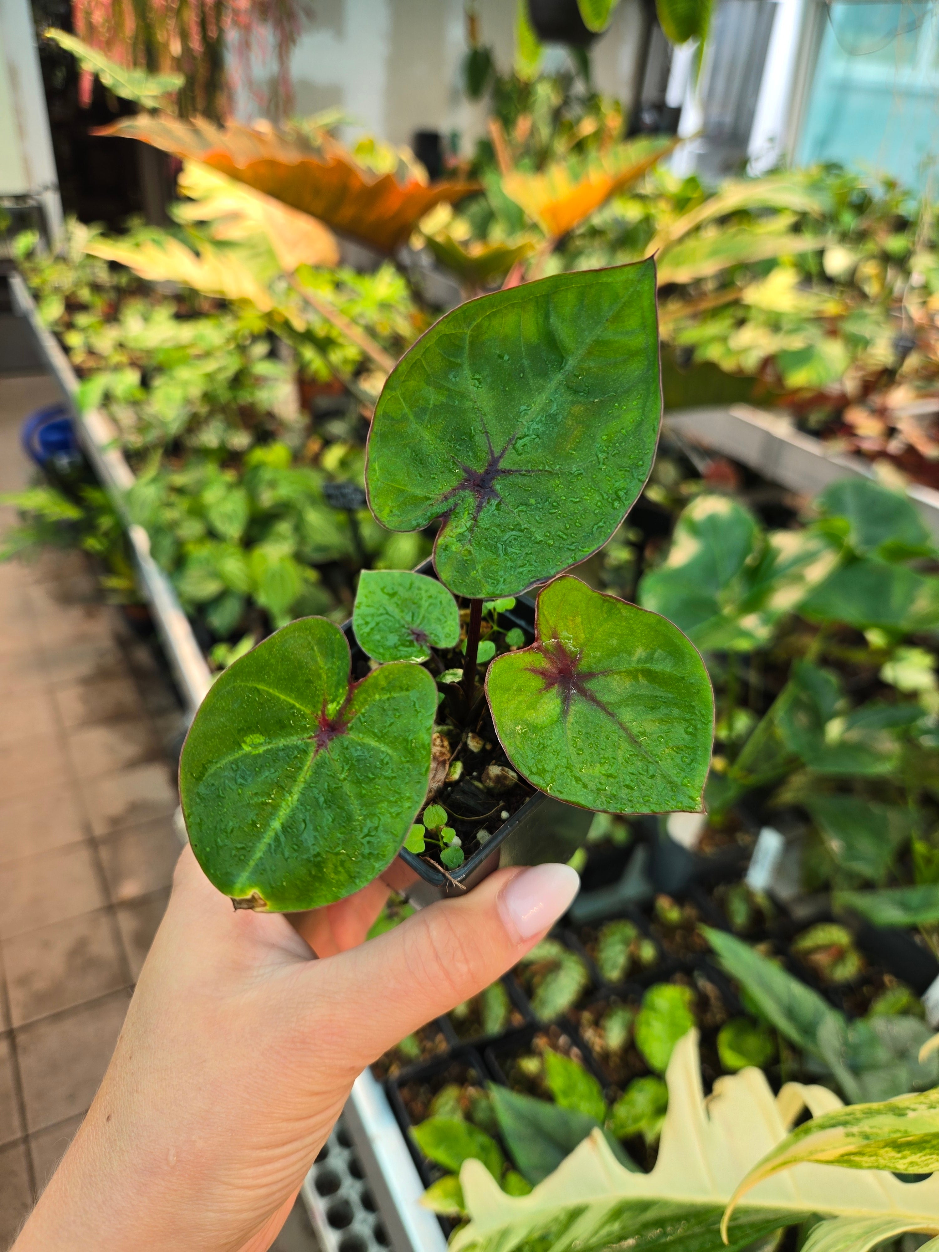 Caladium Haraba