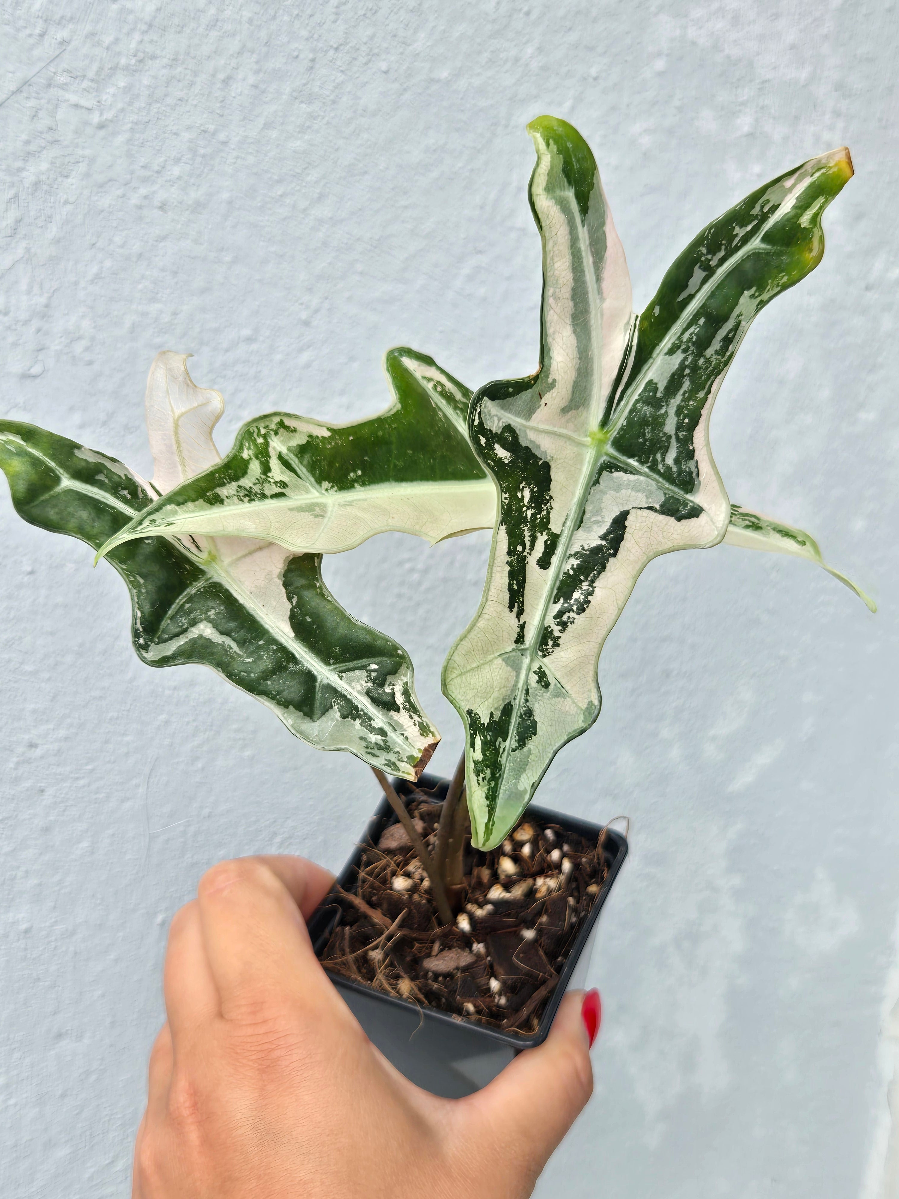 Alocasia Nobilis Pink