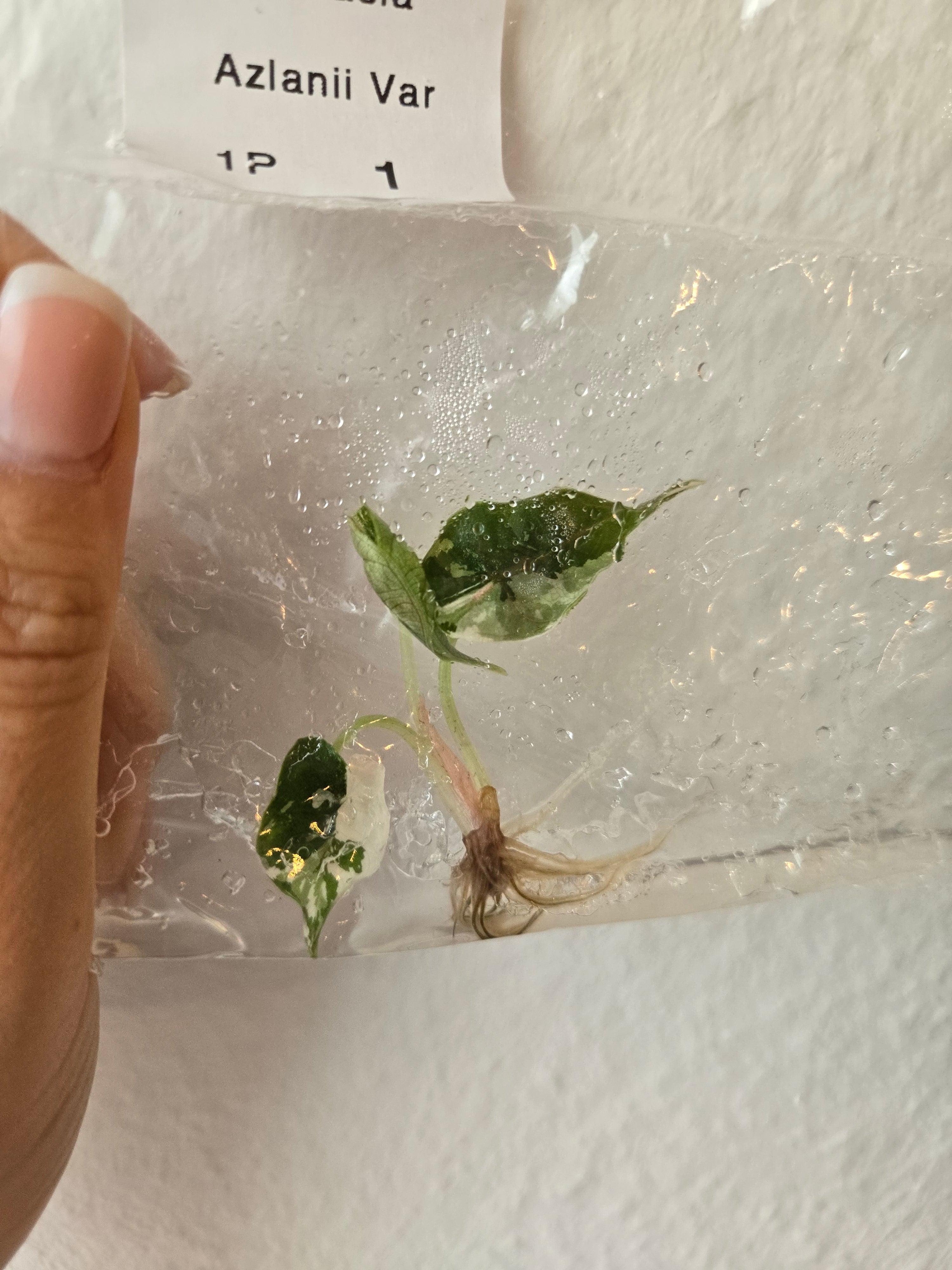 Alocasia Azlanii Variegata - (TC) Tissue Culture Pflanzen